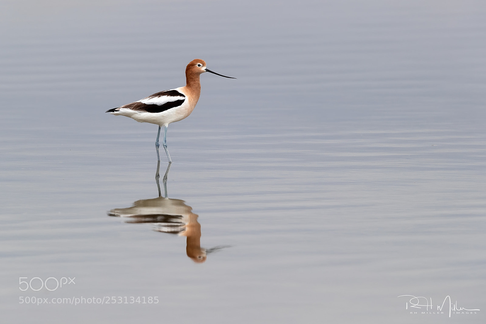Canon EOS-1D X Mark II sample photo. American avocet photography