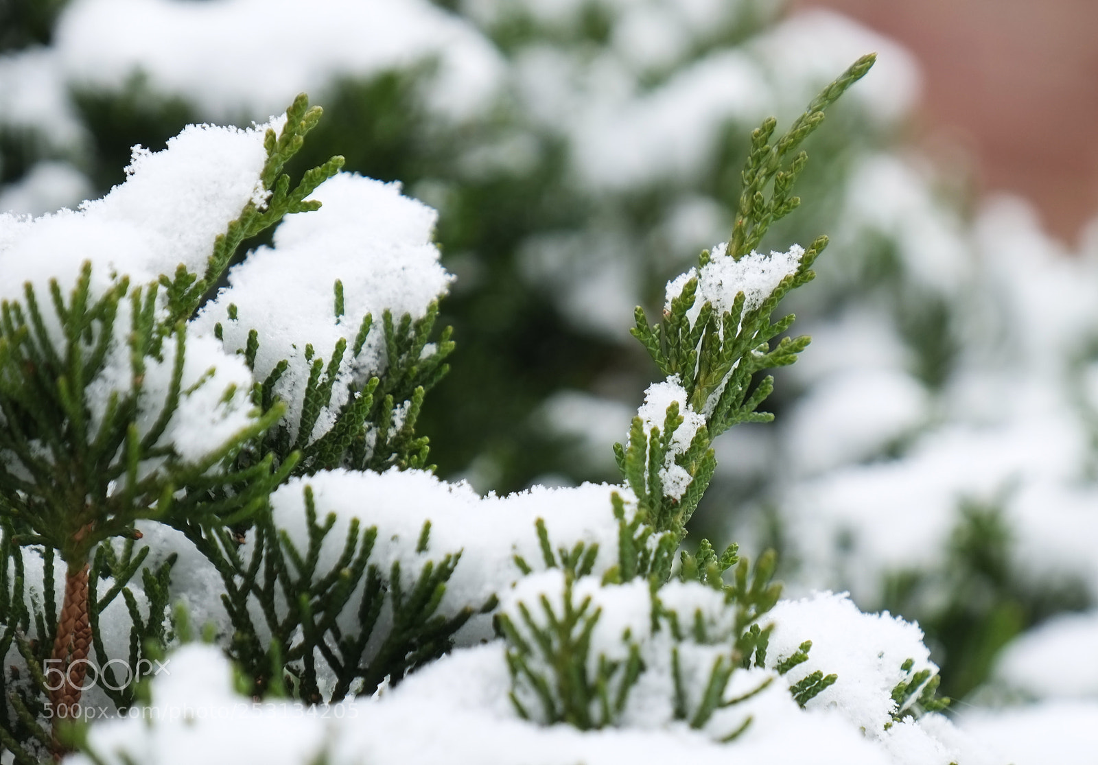 Fujifilm X-E1 sample photo. Little snow plant photography
