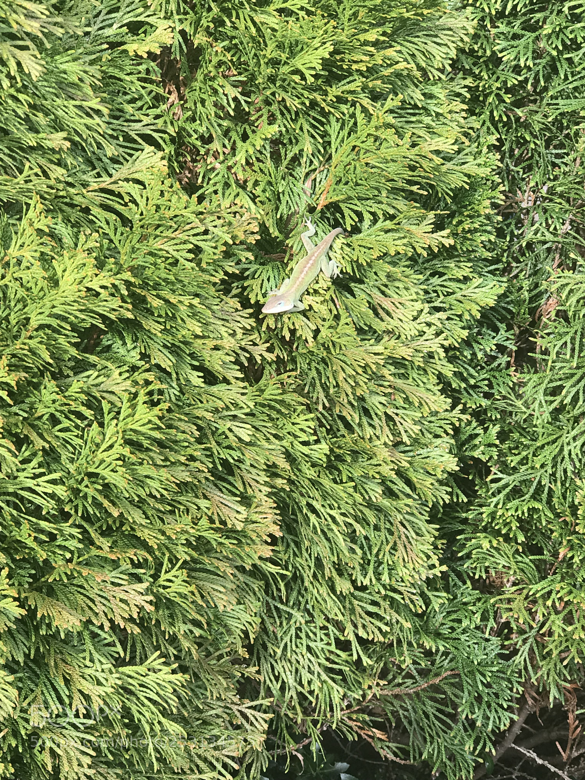Apple iPhone 7 Plus sample photo. Little green things in photography