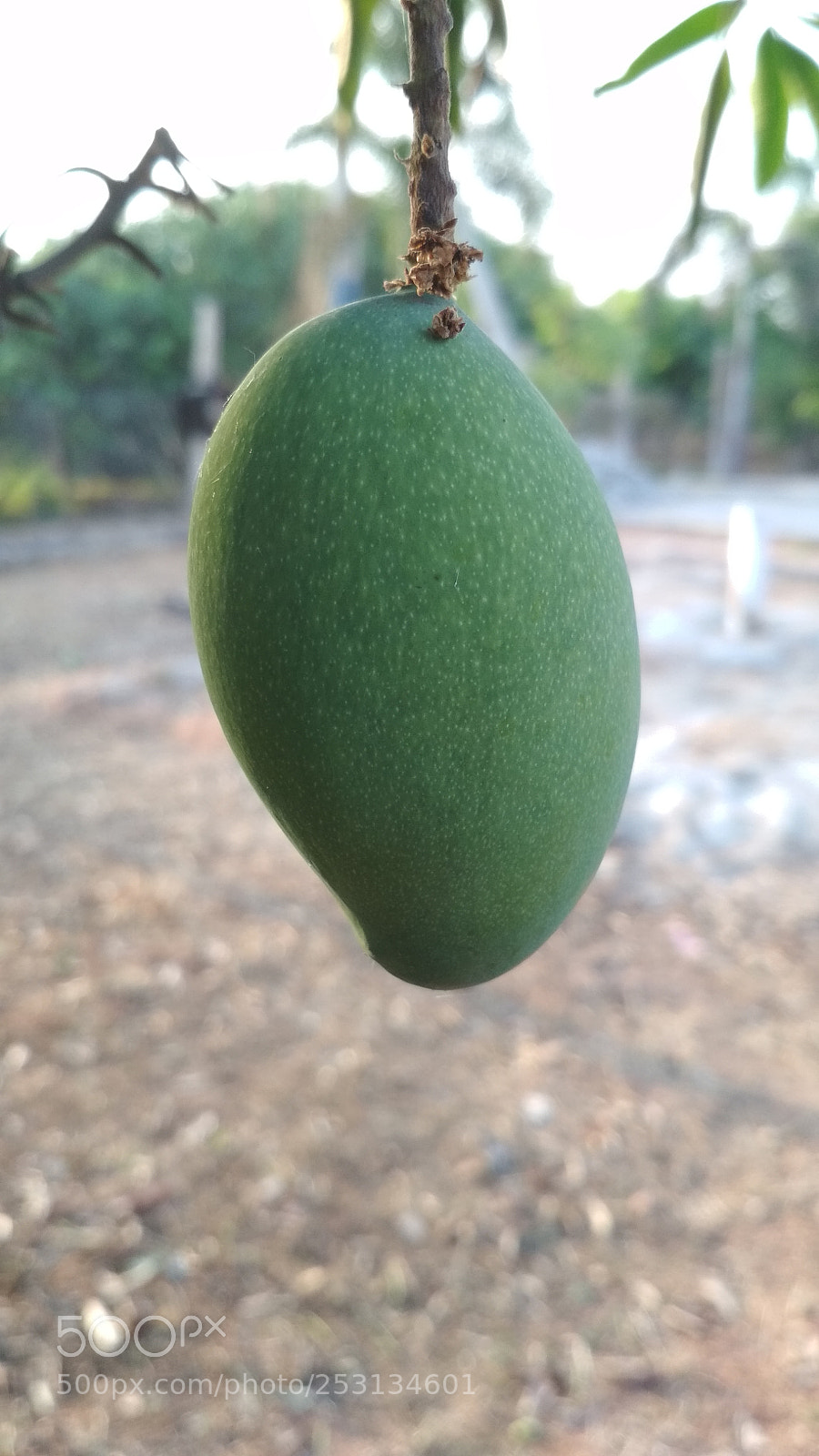 Xiaomi Redmi 4X sample photo. Raw mango photography