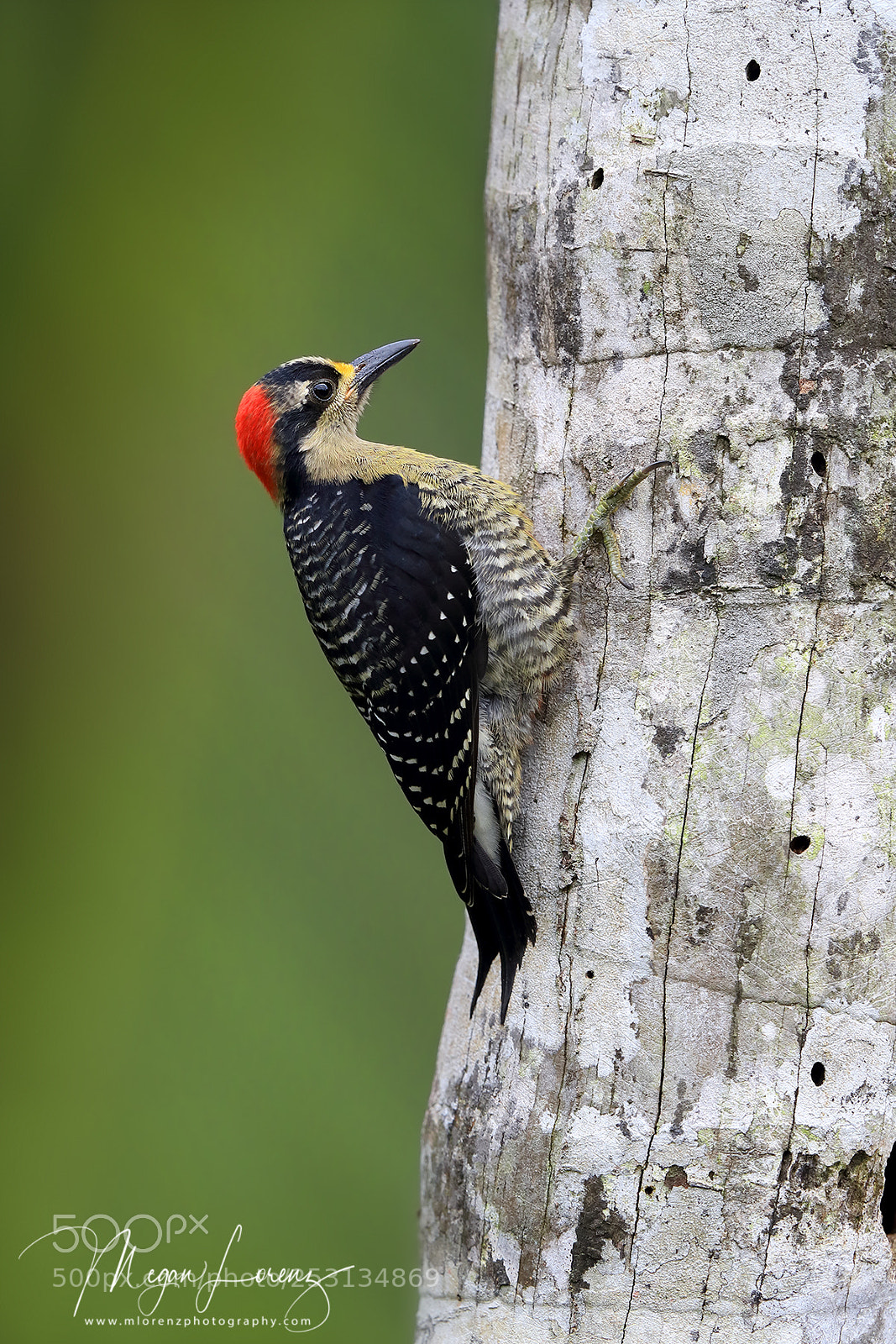Canon EOS-1D X Mark II sample photo. Woodpecker photography