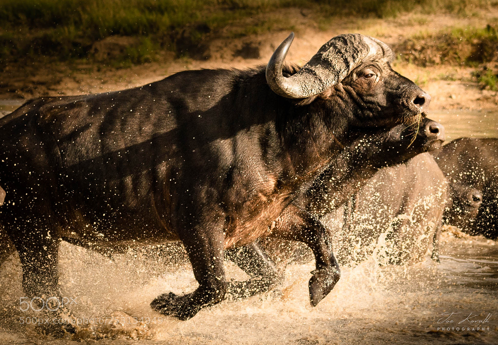 Nikon D800 sample photo. Majestic stampede photography