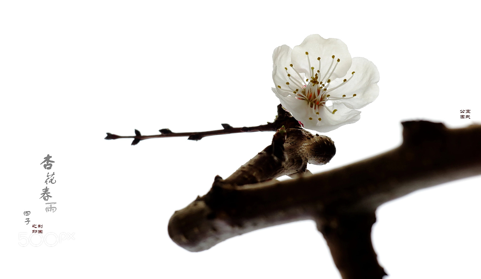 Canon PowerShot G1 X Mark II sample photo. Apricot blossom photography