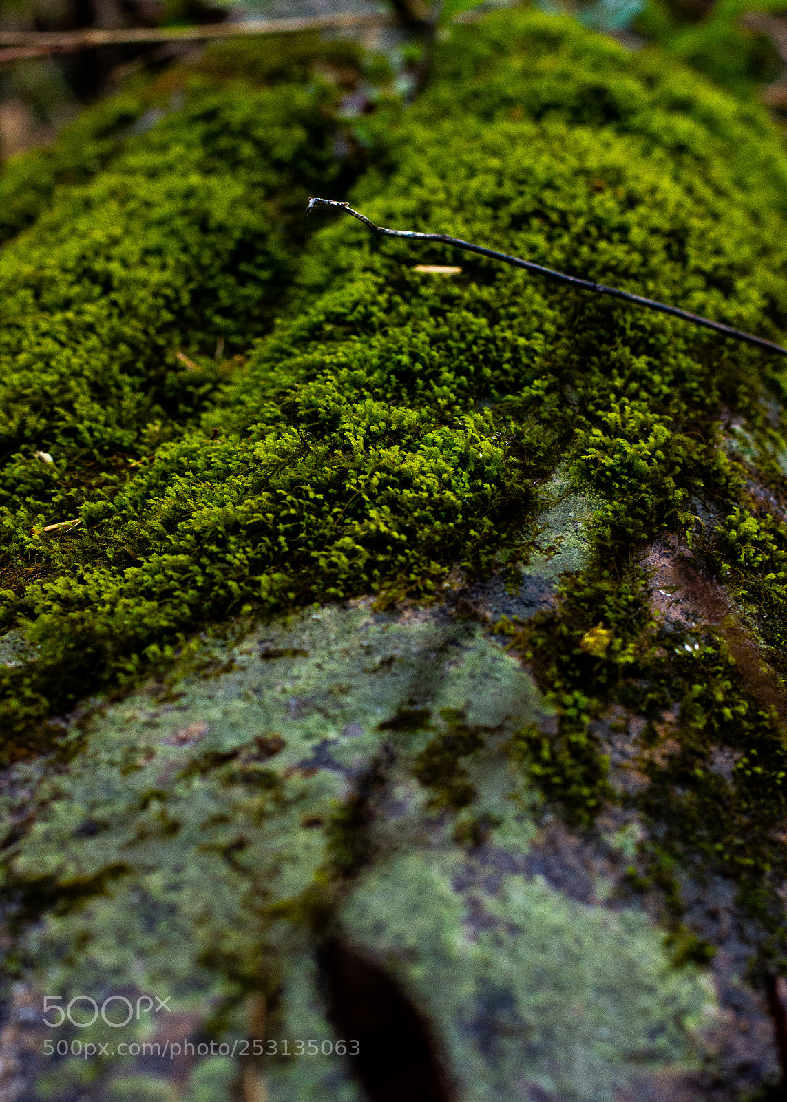 Canon EOS 550D (EOS Rebel T2i / EOS Kiss X4) sample photo. Img photography