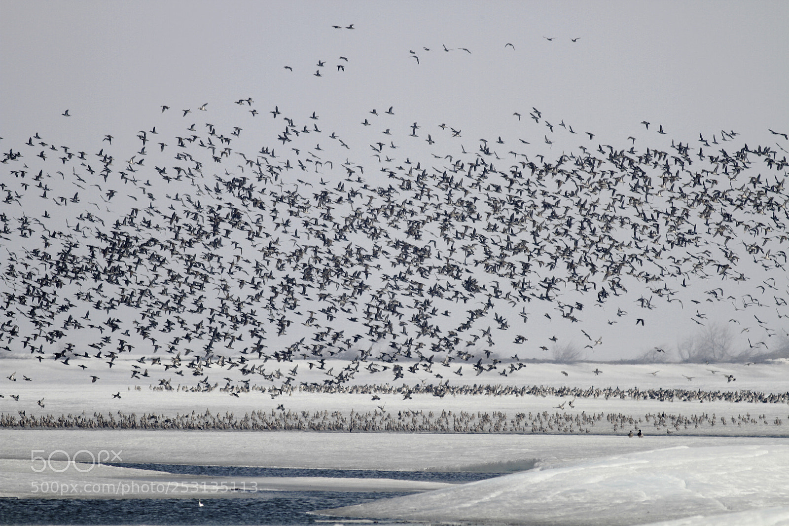 Canon EOS 7D sample photo. 水鸟群sea birds photography