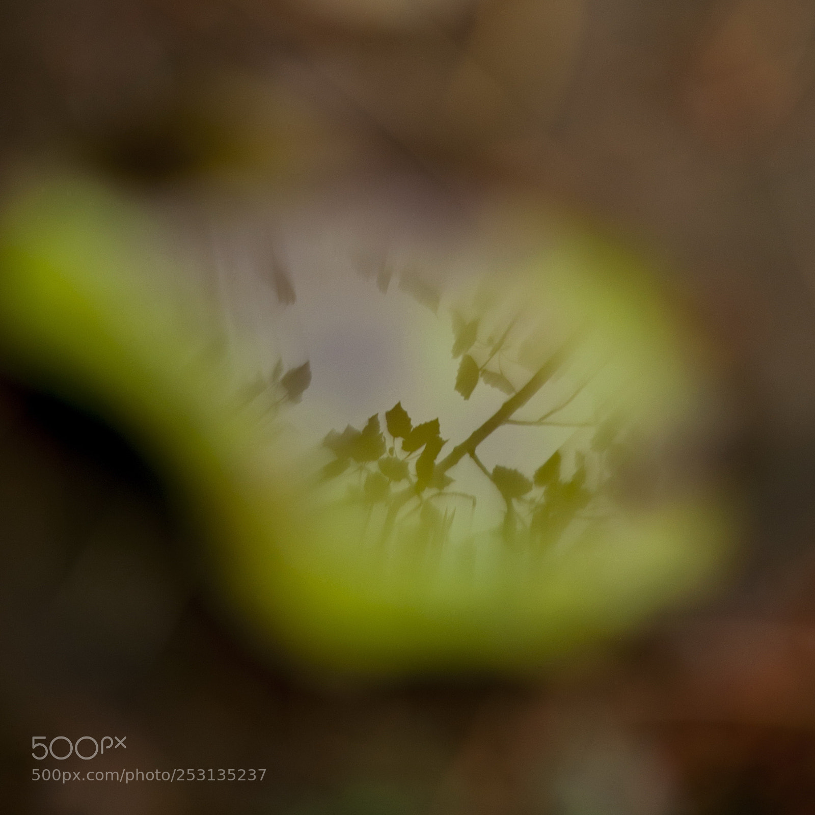 Nikon D5000 sample photo. Heart of deciduous photography