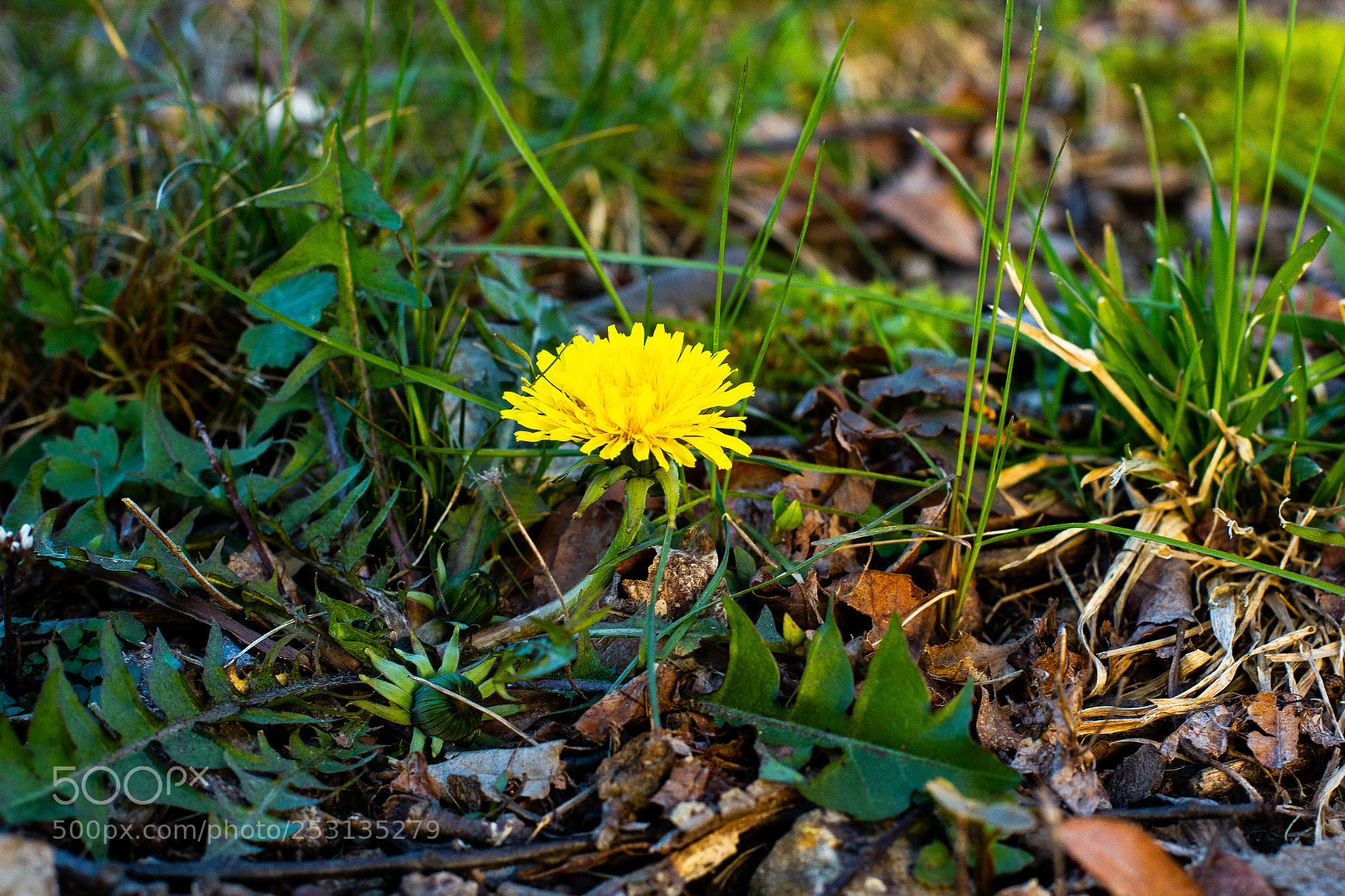 Canon EOS 550D (EOS Rebel T2i / EOS Kiss X4) sample photo. Img photography
