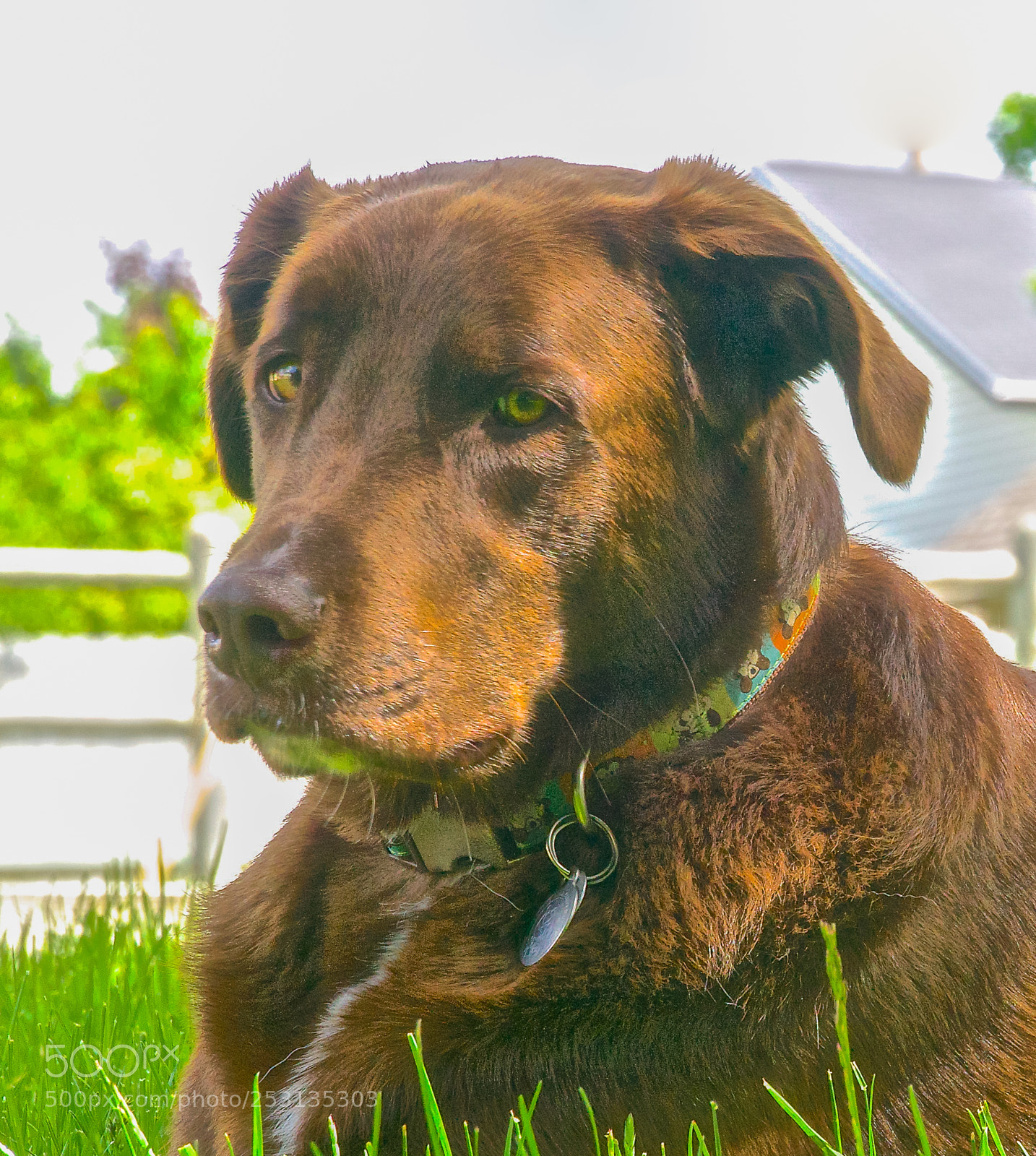 Sony ILCA-77M2 sample photo. My dawg photography