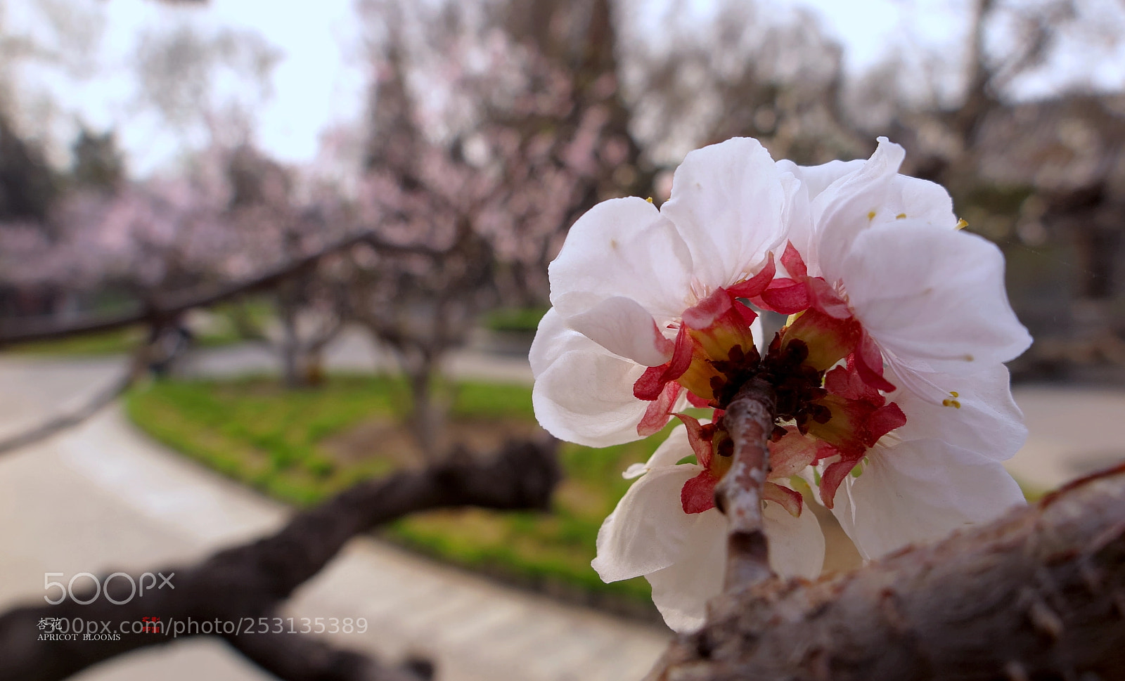 Canon PowerShot G1 X Mark II sample photo. Apricot blossoms photography