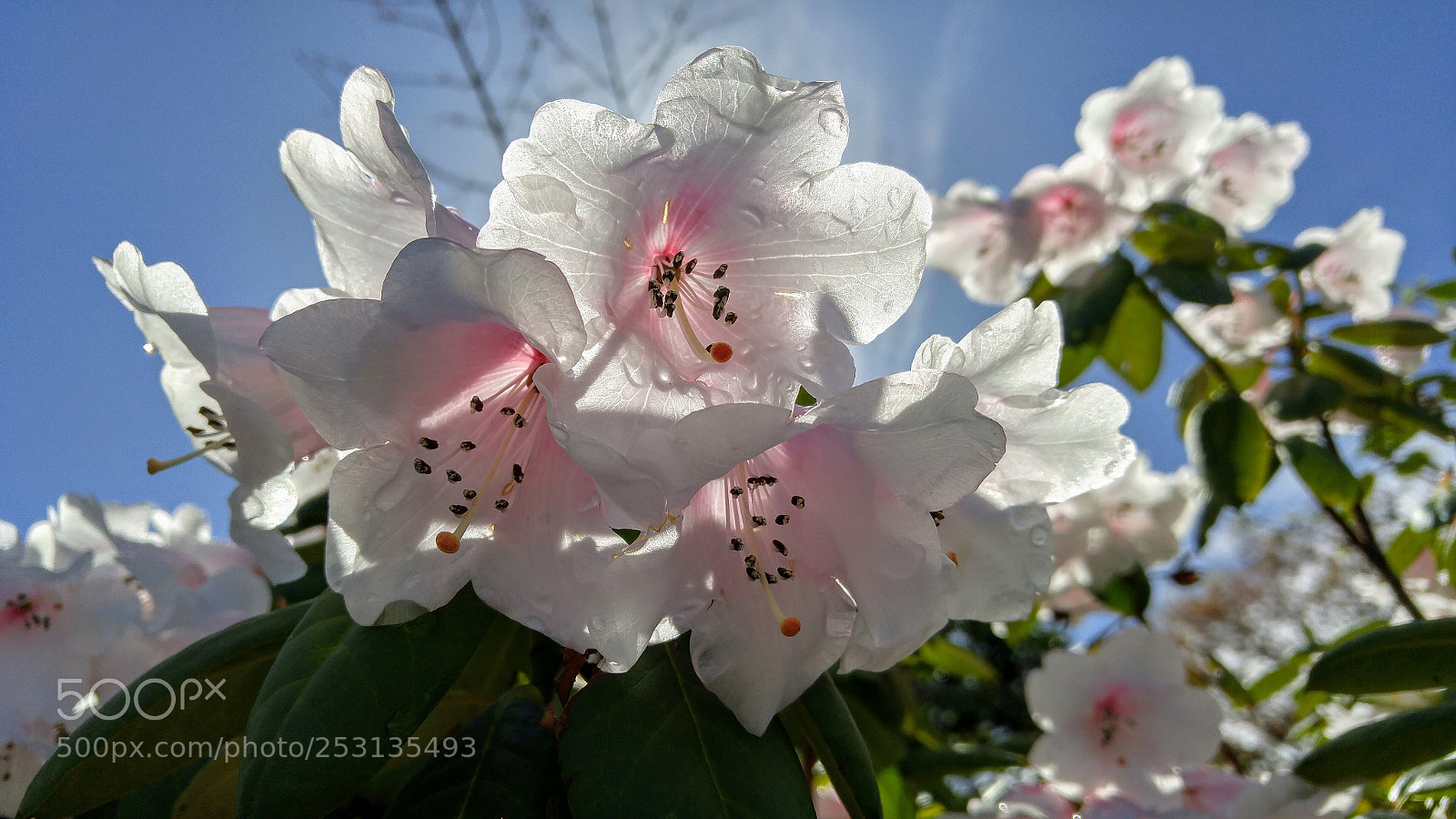 LG G4 sample photo. Backlit rhodies photography