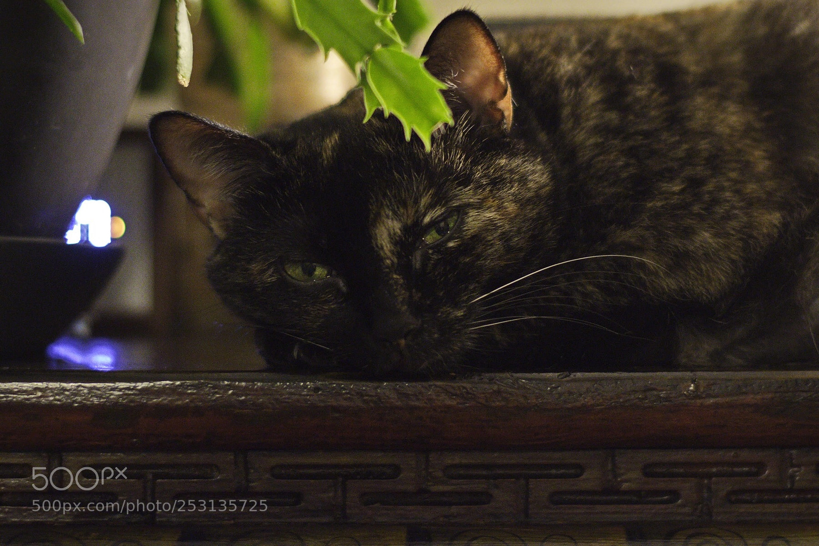 Nikon D5500 sample photo. Ingrid the cat photography