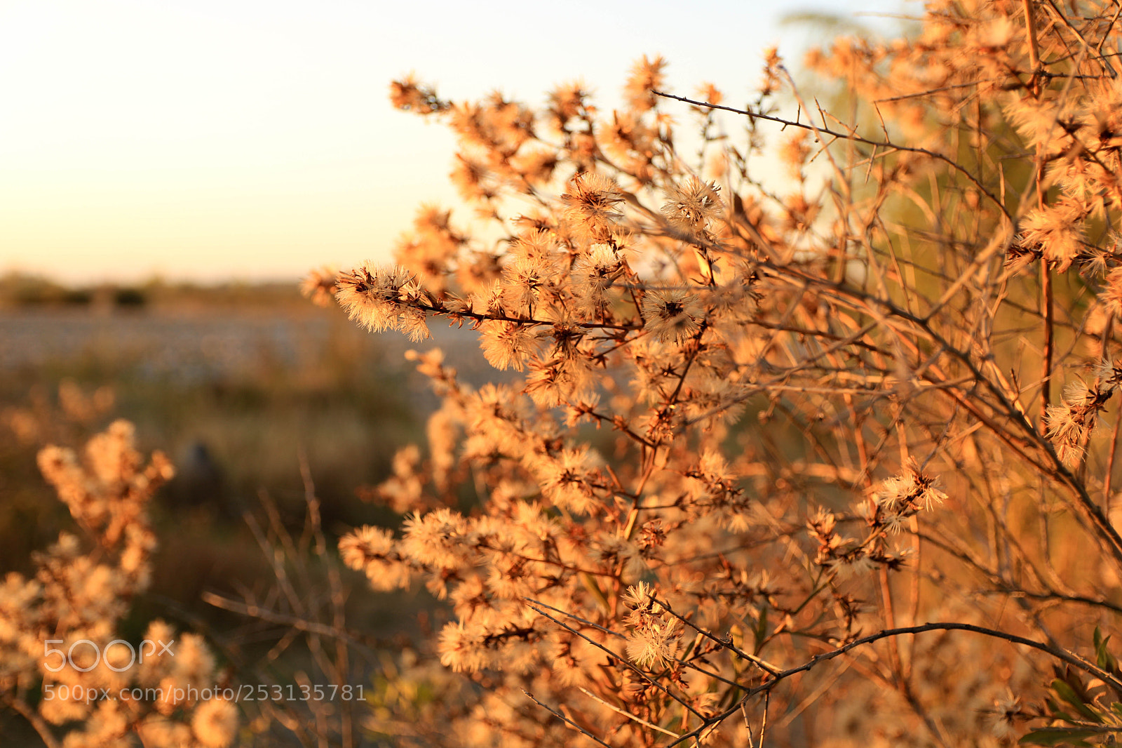 Canon EOS 750D (EOS Rebel T6i / EOS Kiss X8i) sample photo. Flowers photography