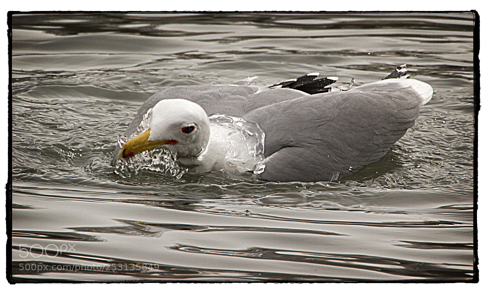 Canon EOS 7D sample photo. Bathing ring-billed gull. photography