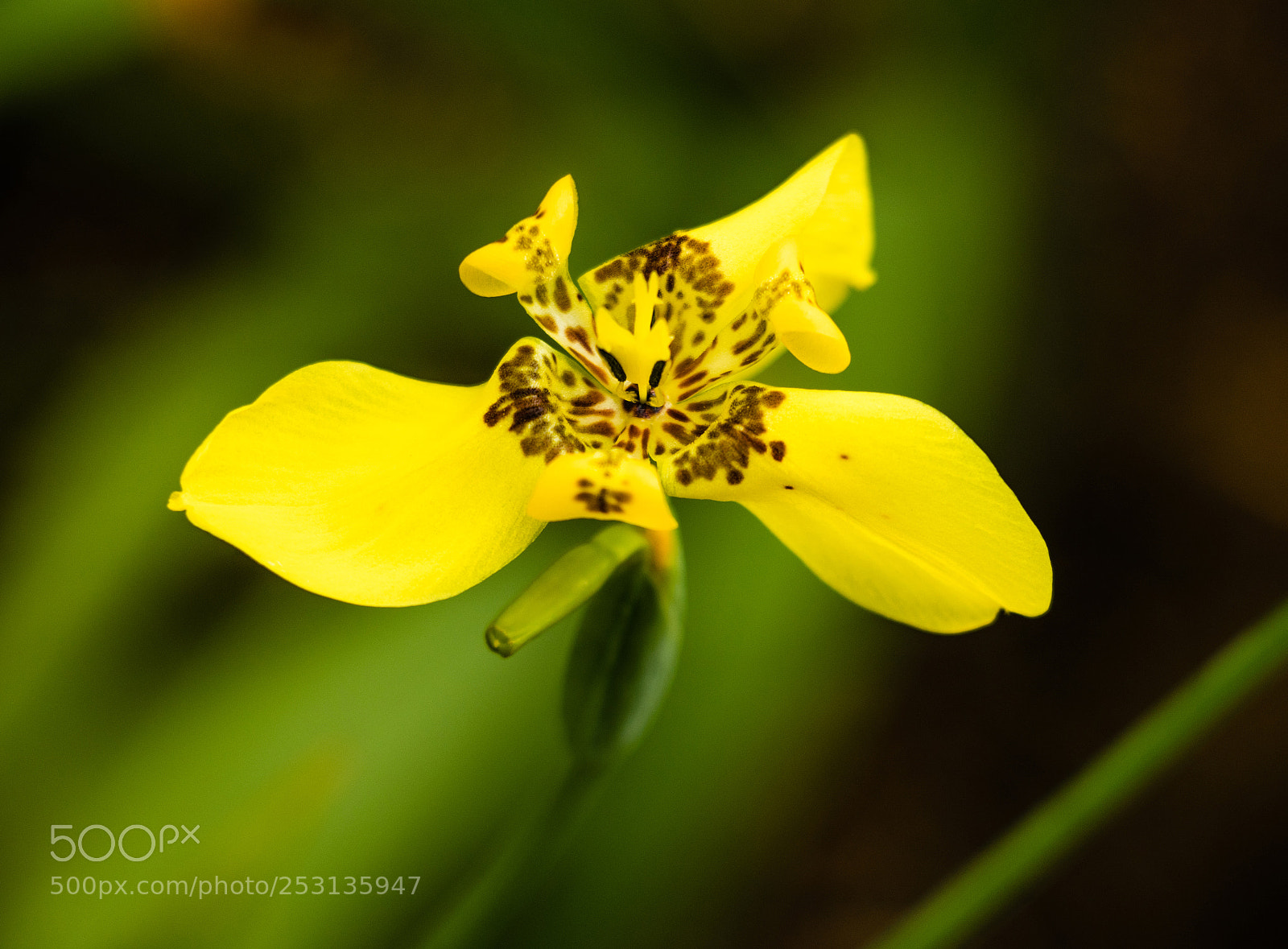 Canon EOS 800D (EOS Rebel T7i / EOS Kiss X9i) sample photo. Yellow flower photography