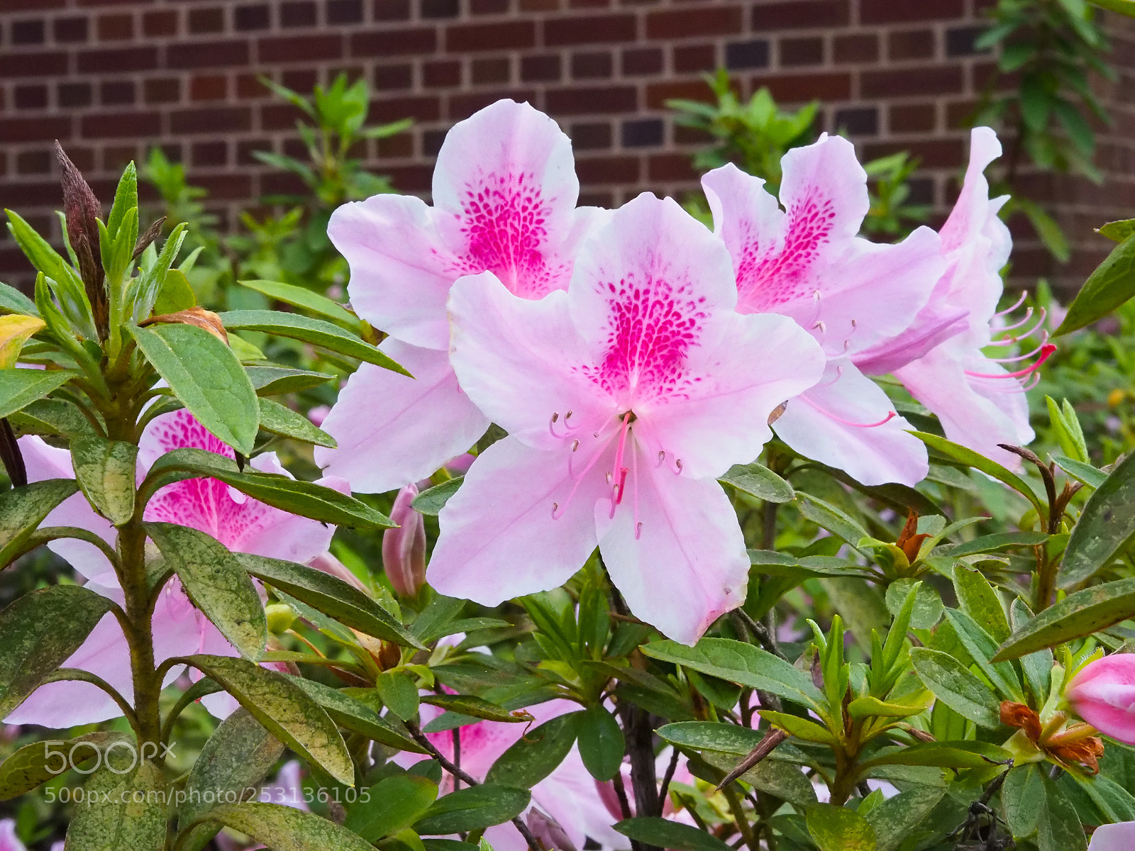 Olympus OM-D E-M5 II sample photo. Olympus digital camera photography