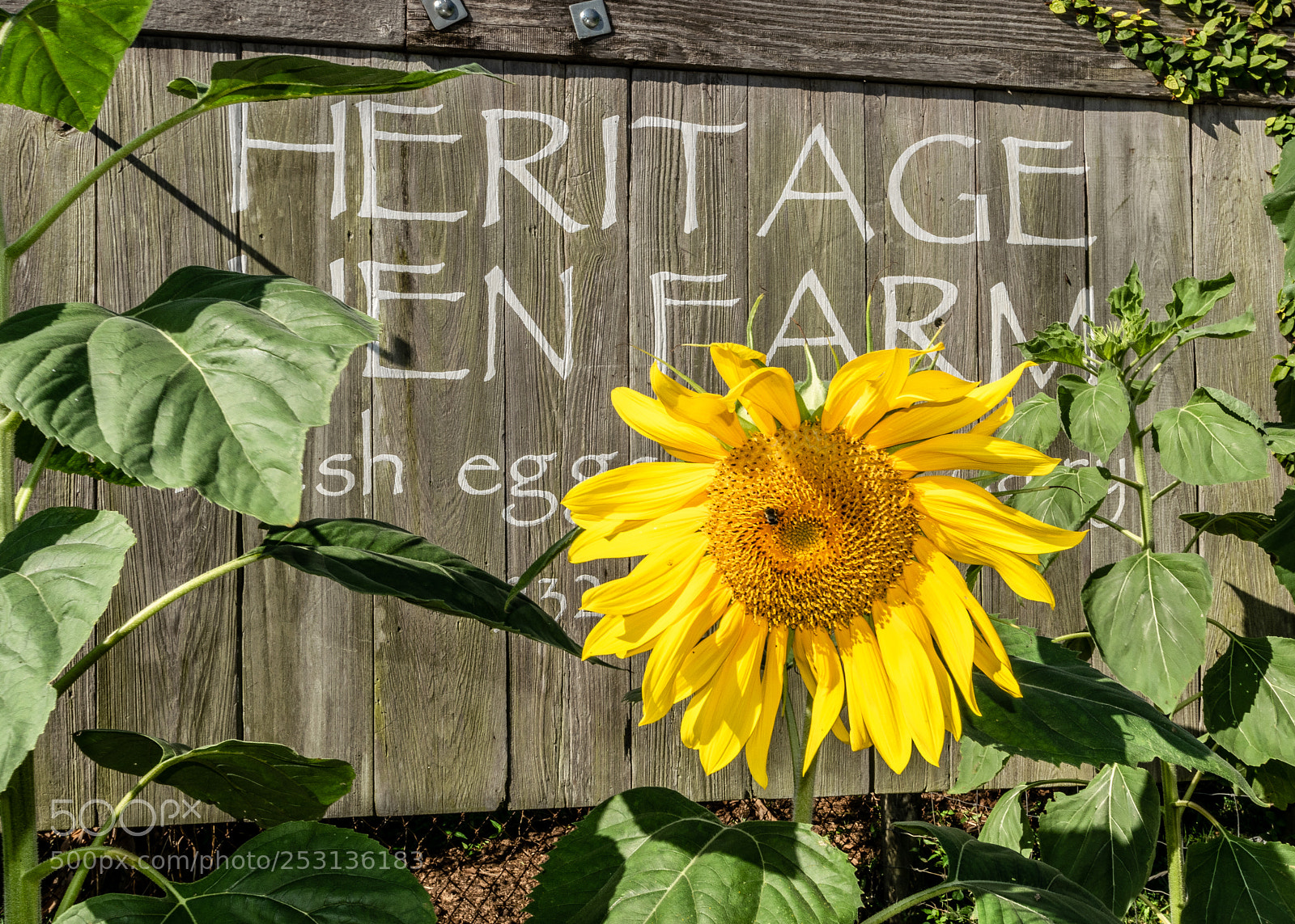 Nikon D5300 sample photo. Sunflower photography