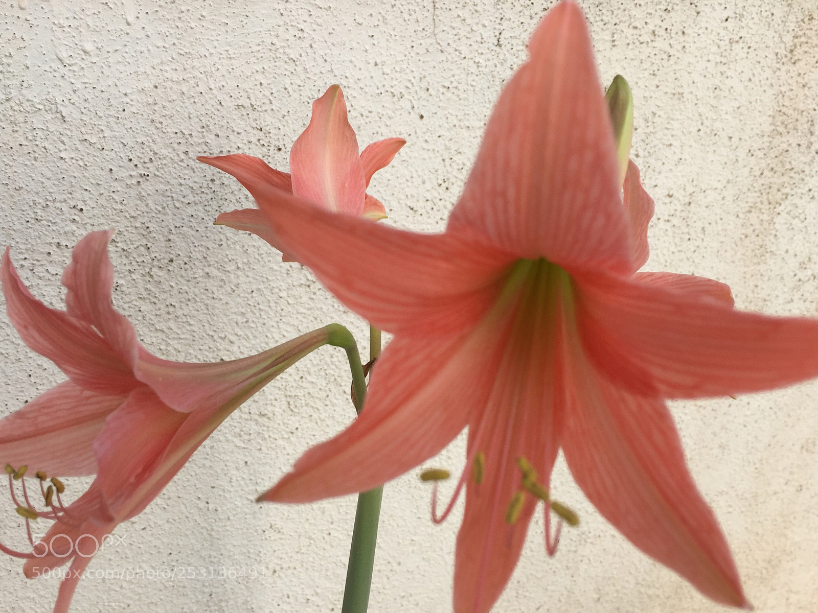 Apple iPhone 6 sample photo. Untitled photography