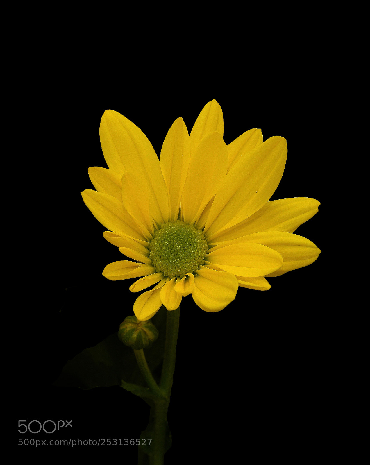 Nikon D810 sample photo. Yellow daisy photography