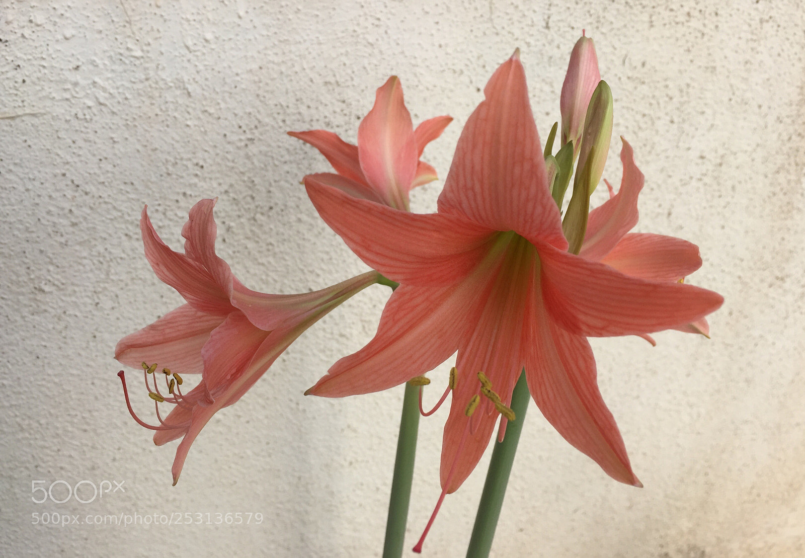 Apple iPhone 6 sample photo. Untitled photography