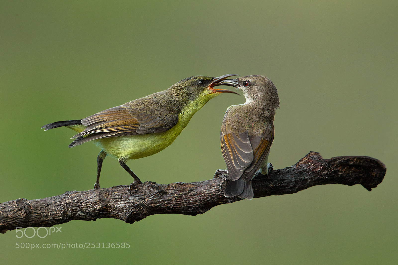 Canon EOS 70D sample photo. Sunbird feeding juvenile photography
