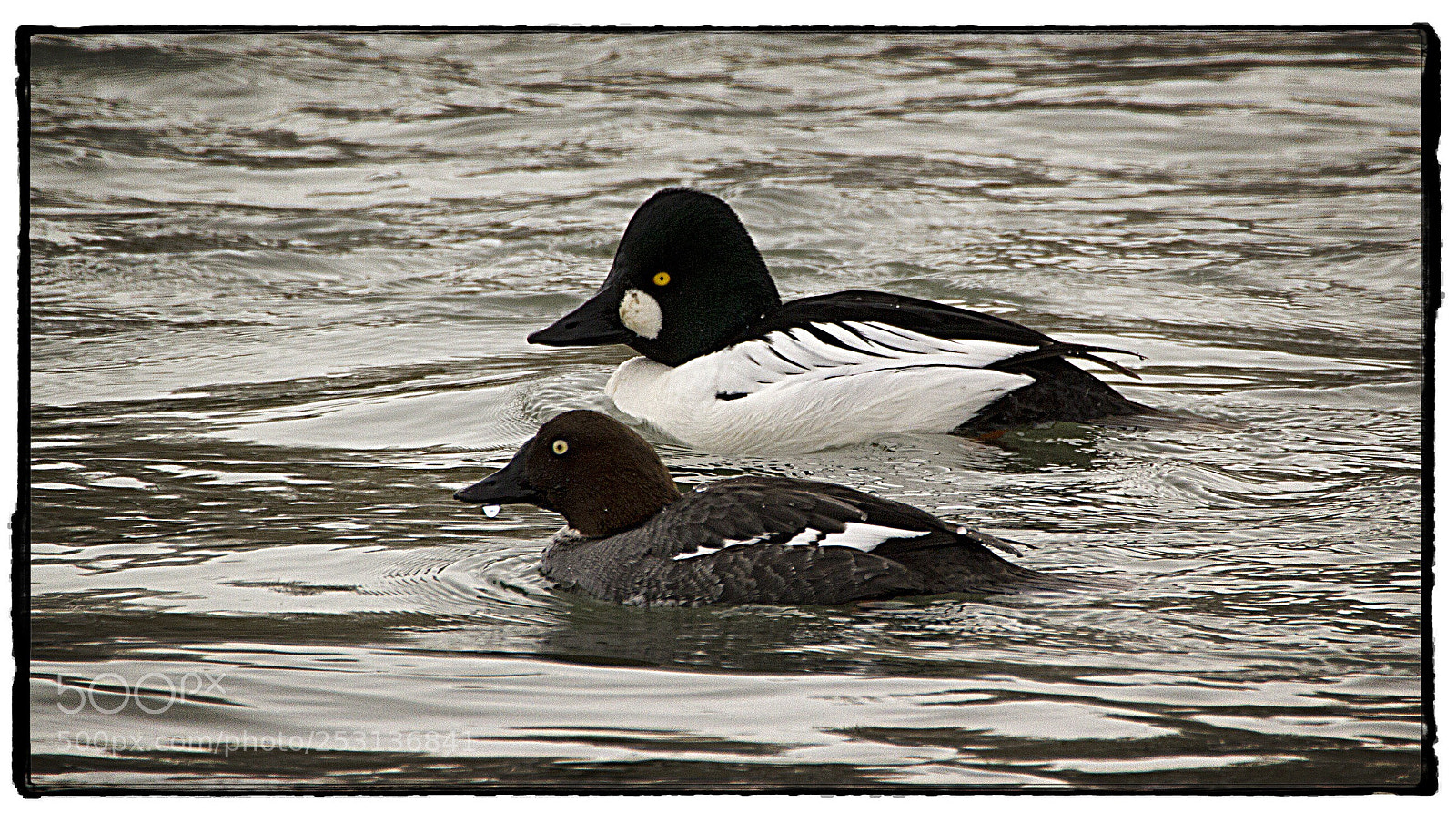 Canon EOS 7D sample photo. Common goldeneyes  photography