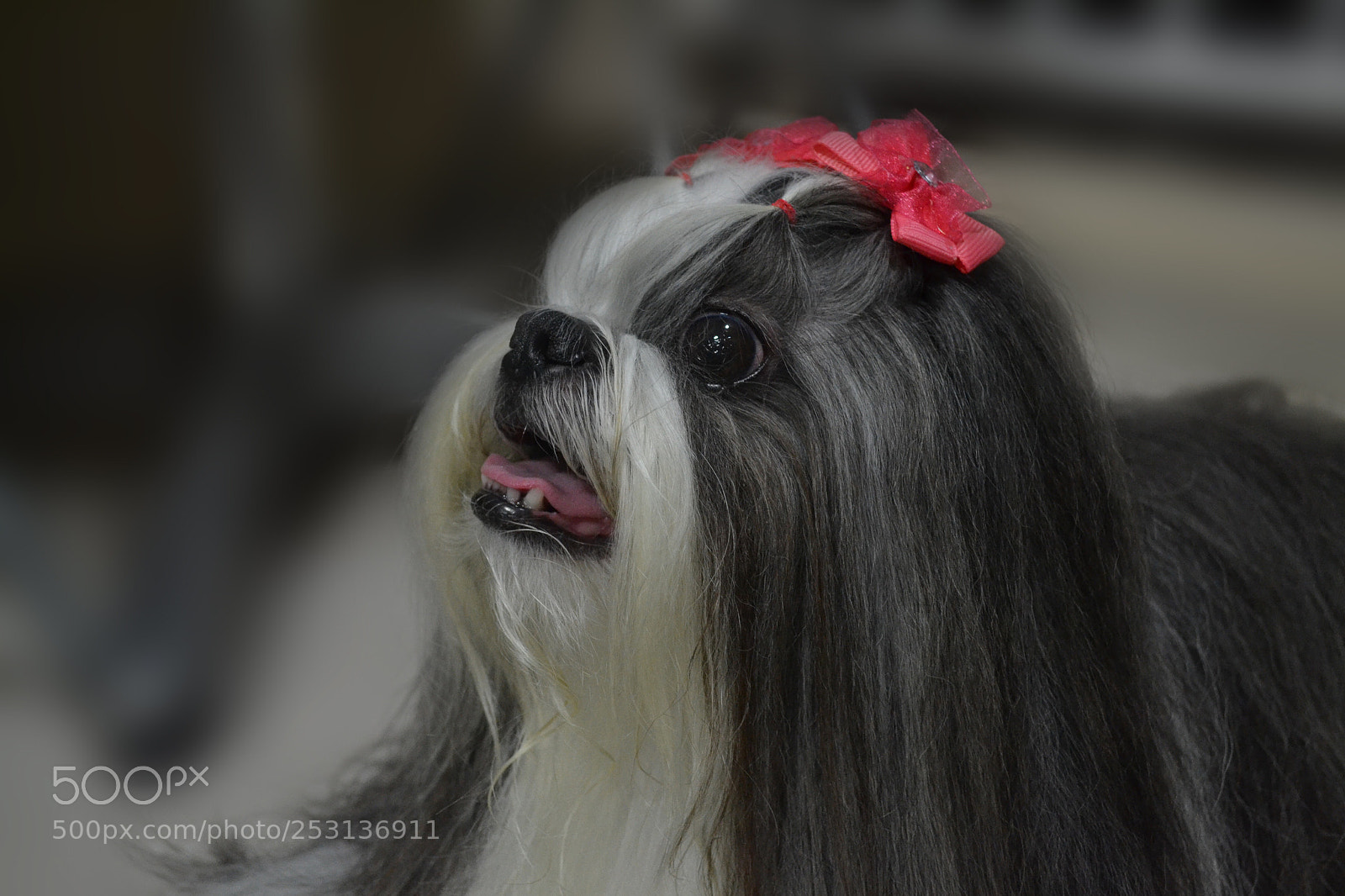 Nikon D3100 sample photo. Babi, shih-tzu, close-up photography