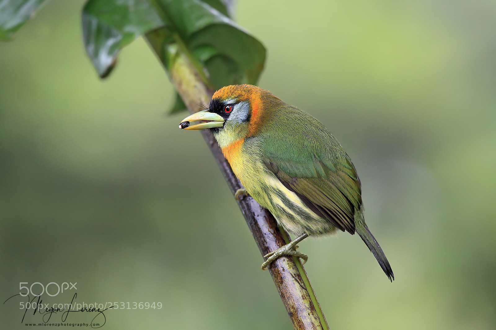 Canon EOS-1D X Mark II sample photo. Barbet photography