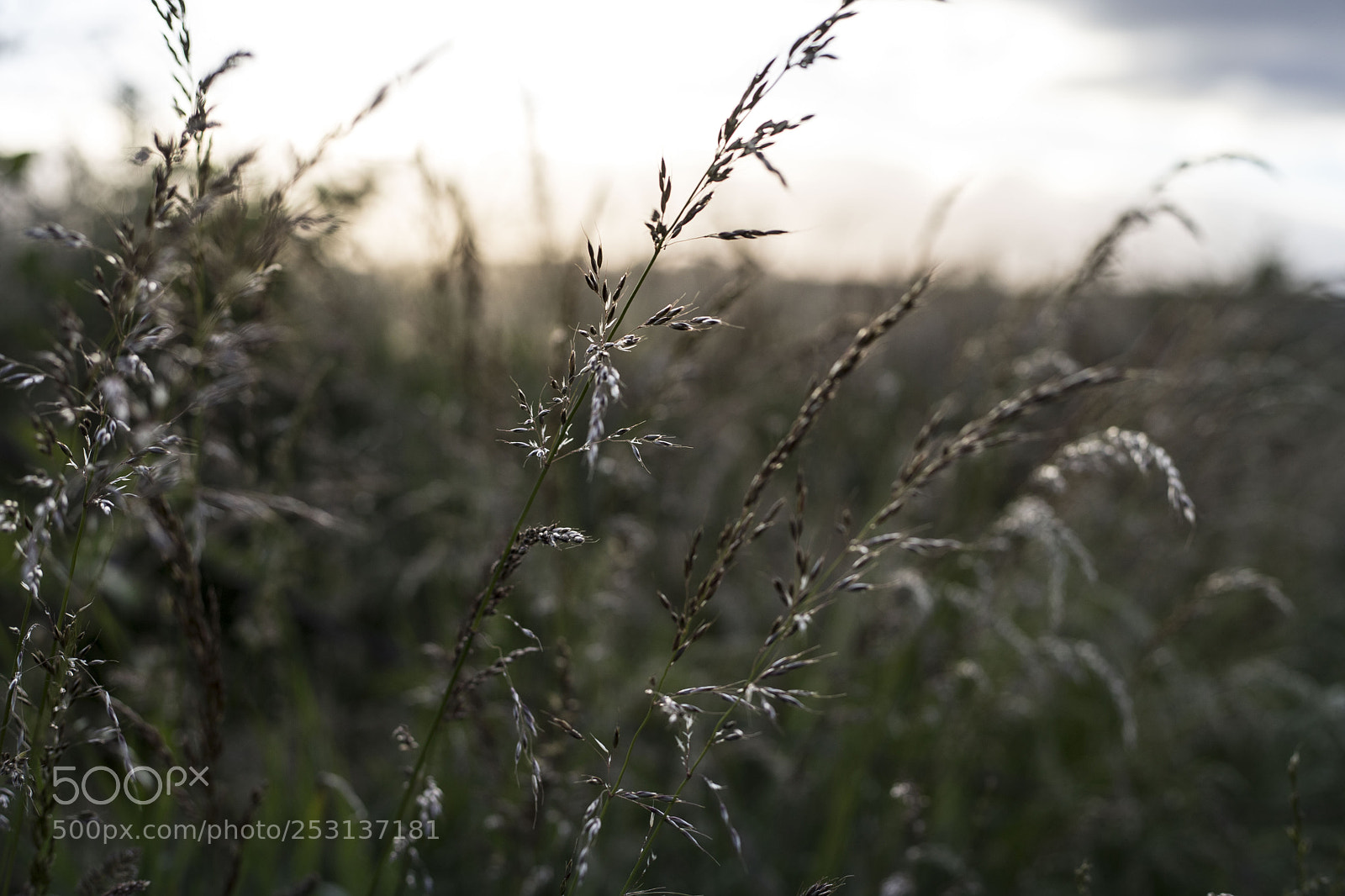 Canon EOS 6D Mark II sample photo. Swaying grass photography