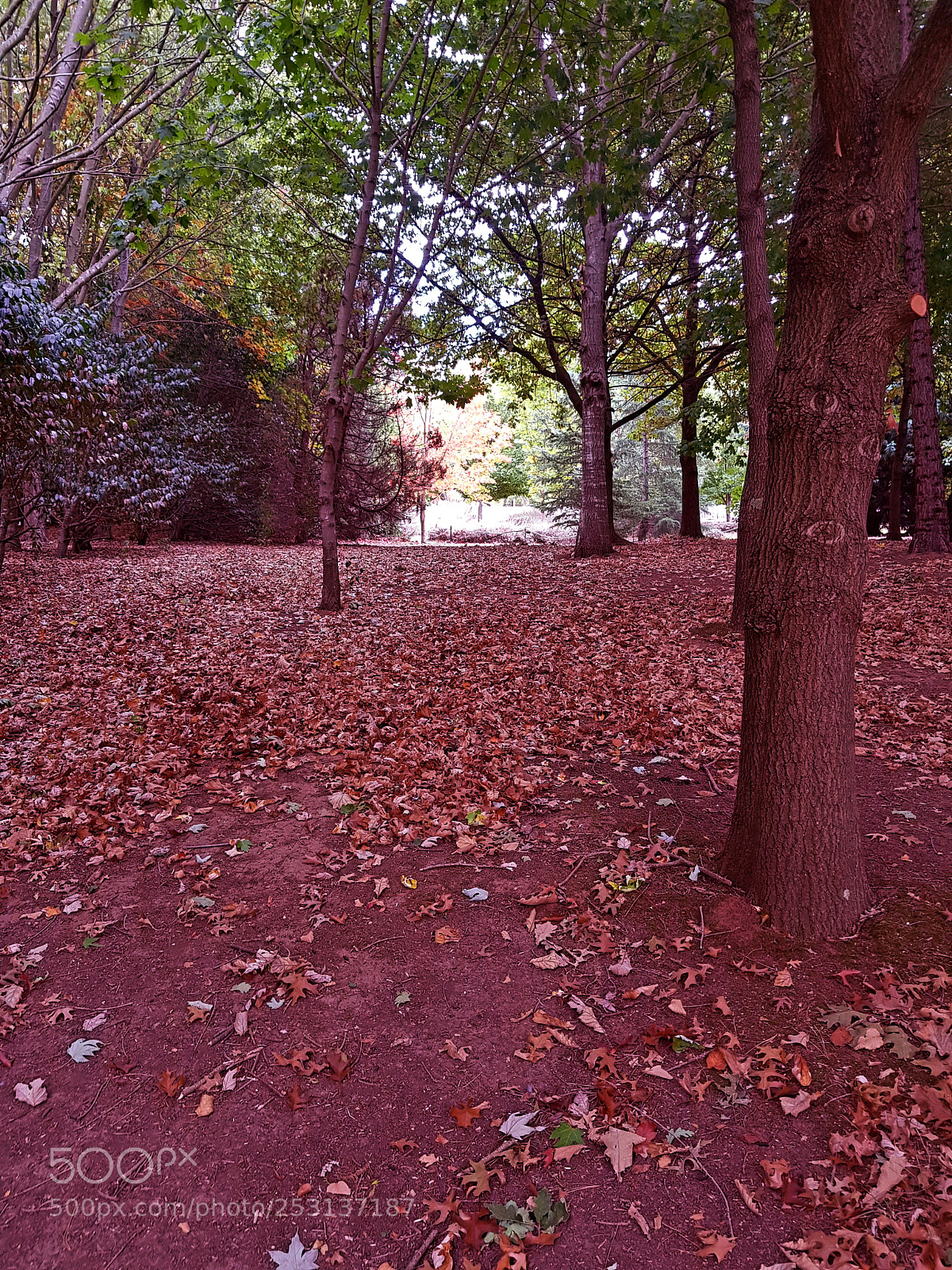 Samsung Galaxy S8+ sample photo. Untitled photography