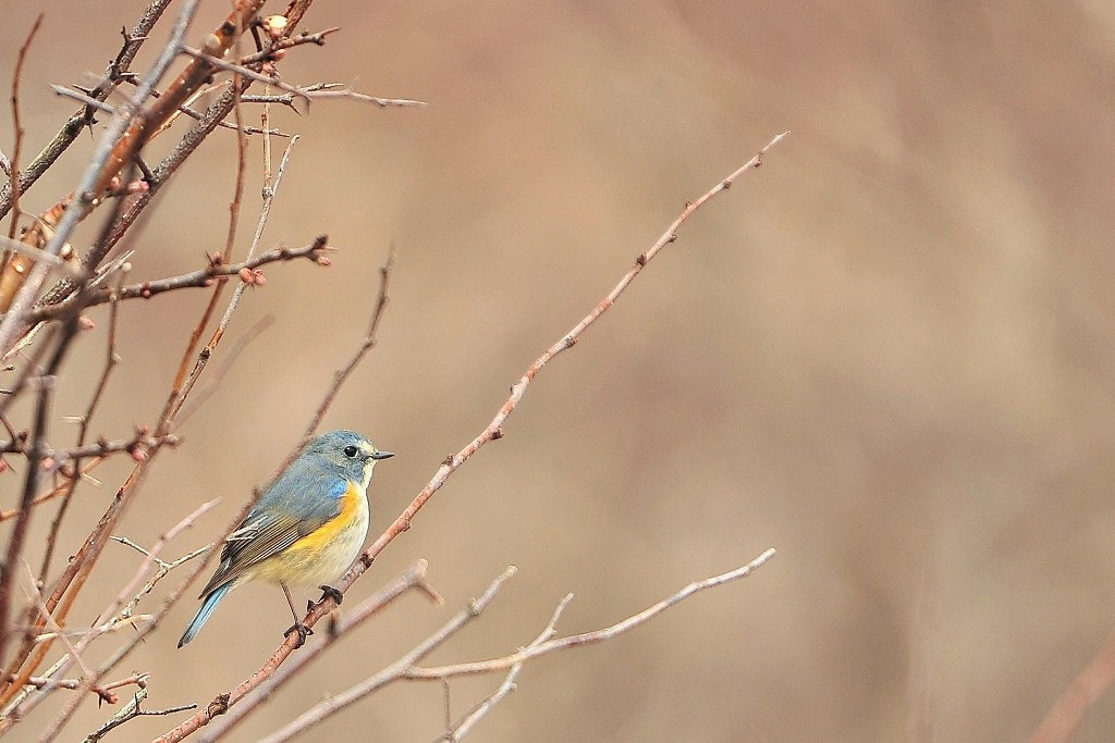 Nikon D3S + Sigma 50-500mm F4.5-6.3 DG OS HSM sample photo. 淡き春容 photography