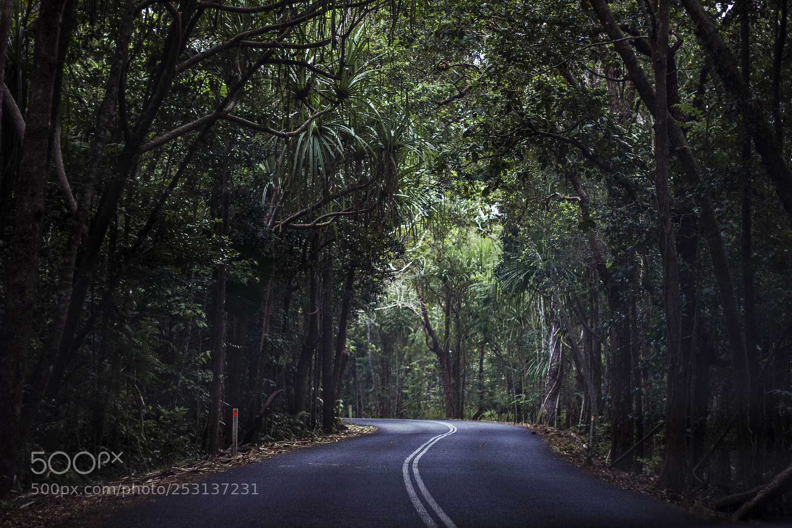 Canon EOS 550D (EOS Rebel T2i / EOS Kiss X4) sample photo. Exploring the daintree photography