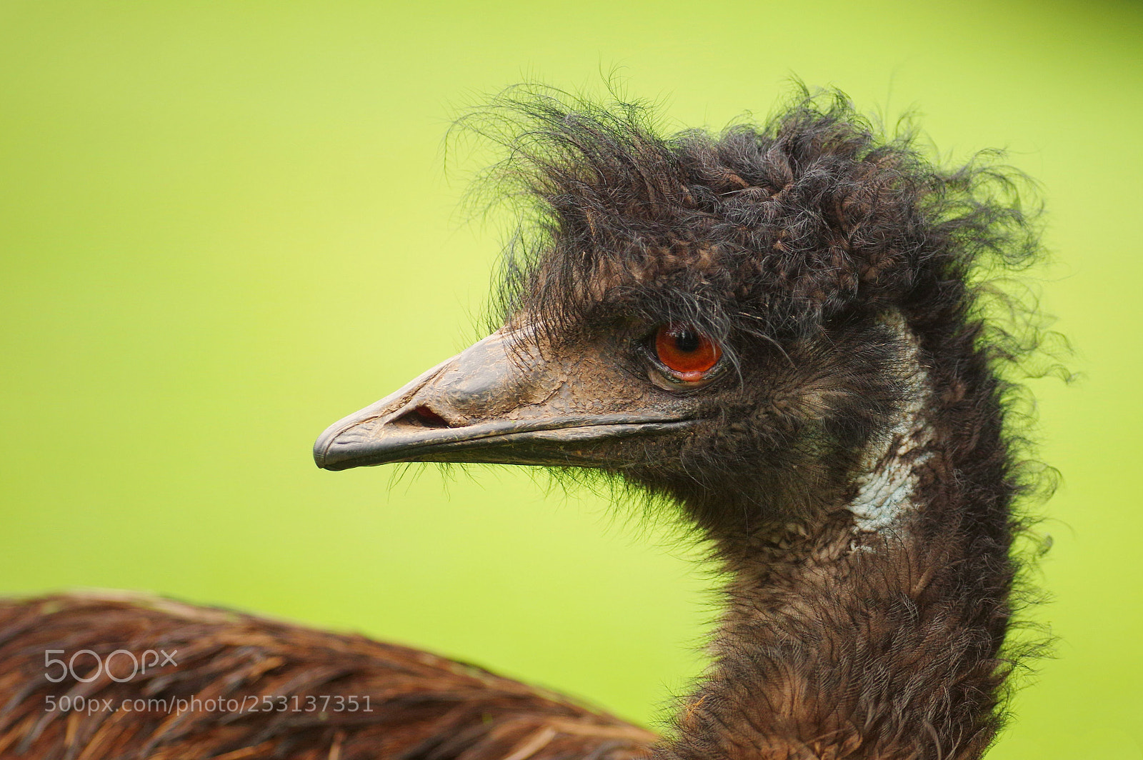Pentax K-3 sample photo. Emu has a great photography