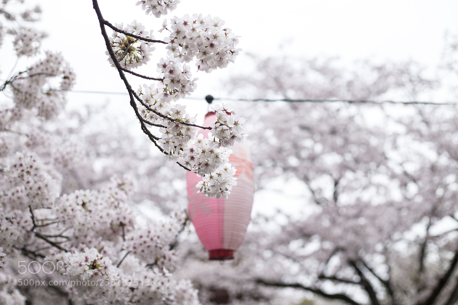 Canon EOS 6D Mark II sample photo. Hanami in fujinomiya photography