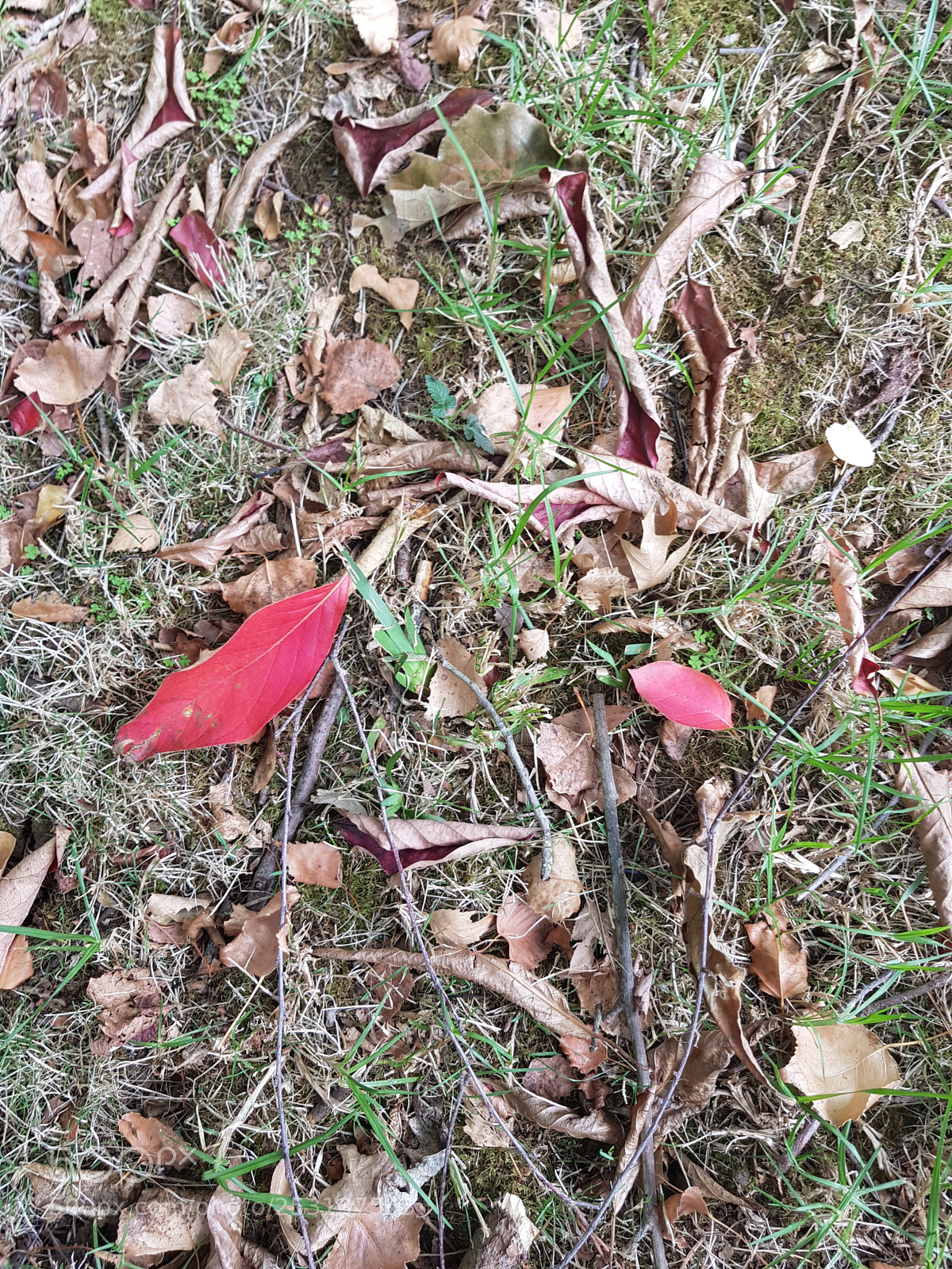 Samsung Galaxy S8+ sample photo. Untitled photography