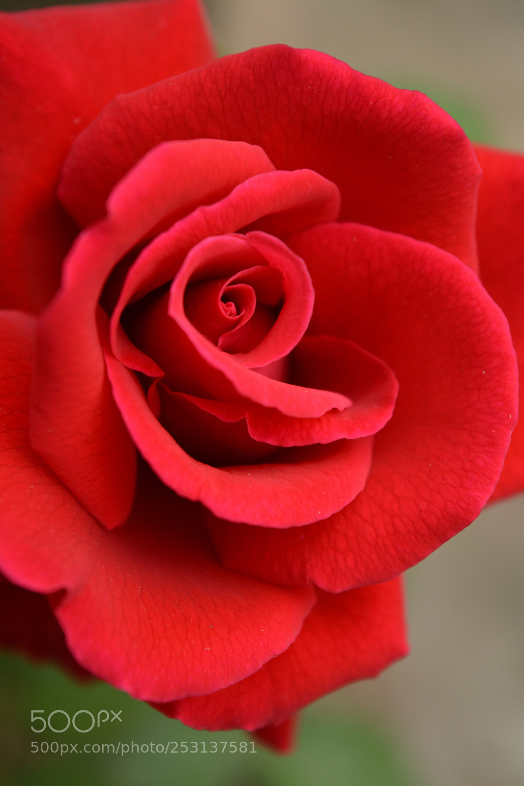 Nikon D5200 sample photo. Flowers photography