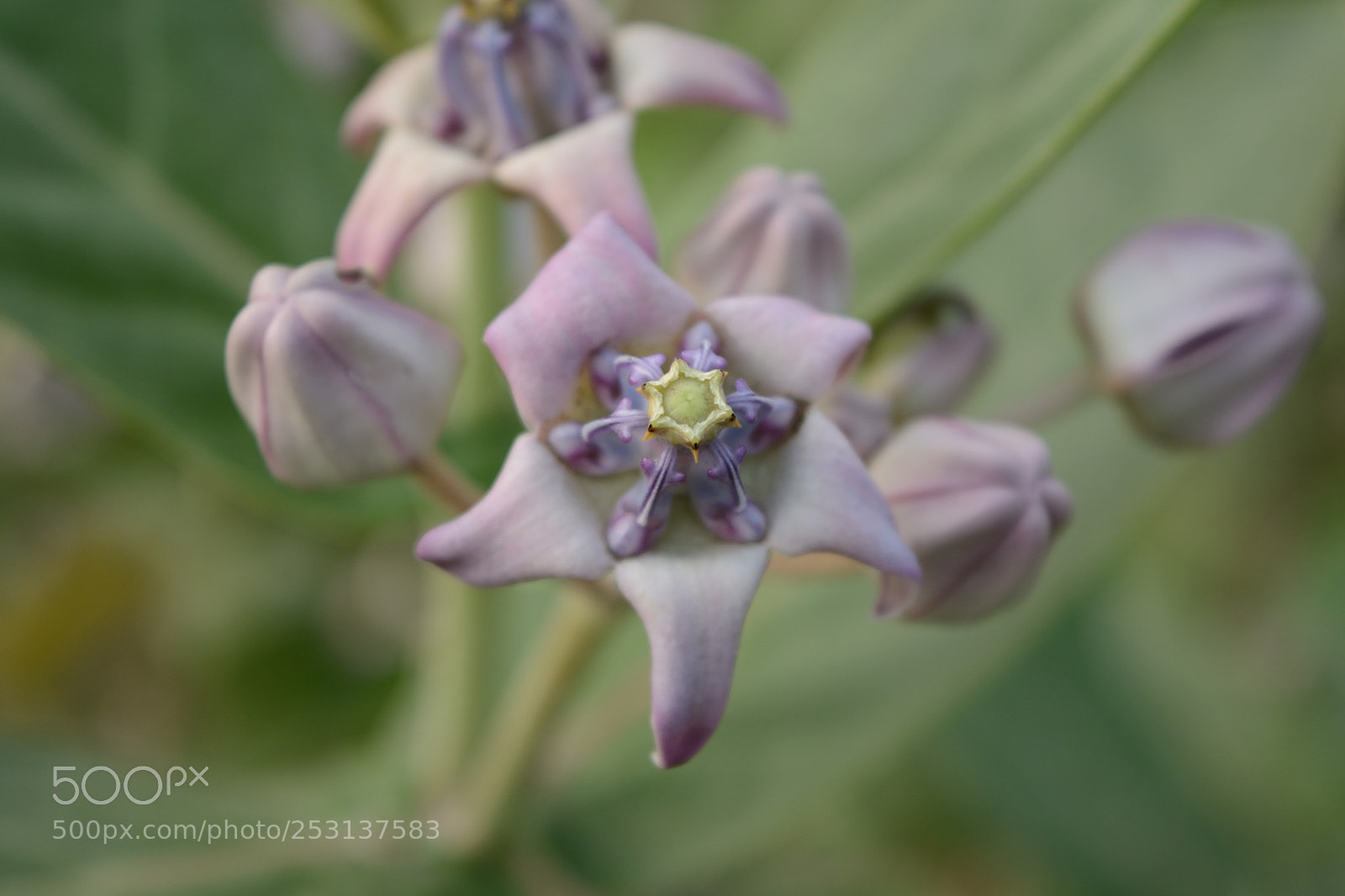 Nikon D5200 sample photo. Flowers photography