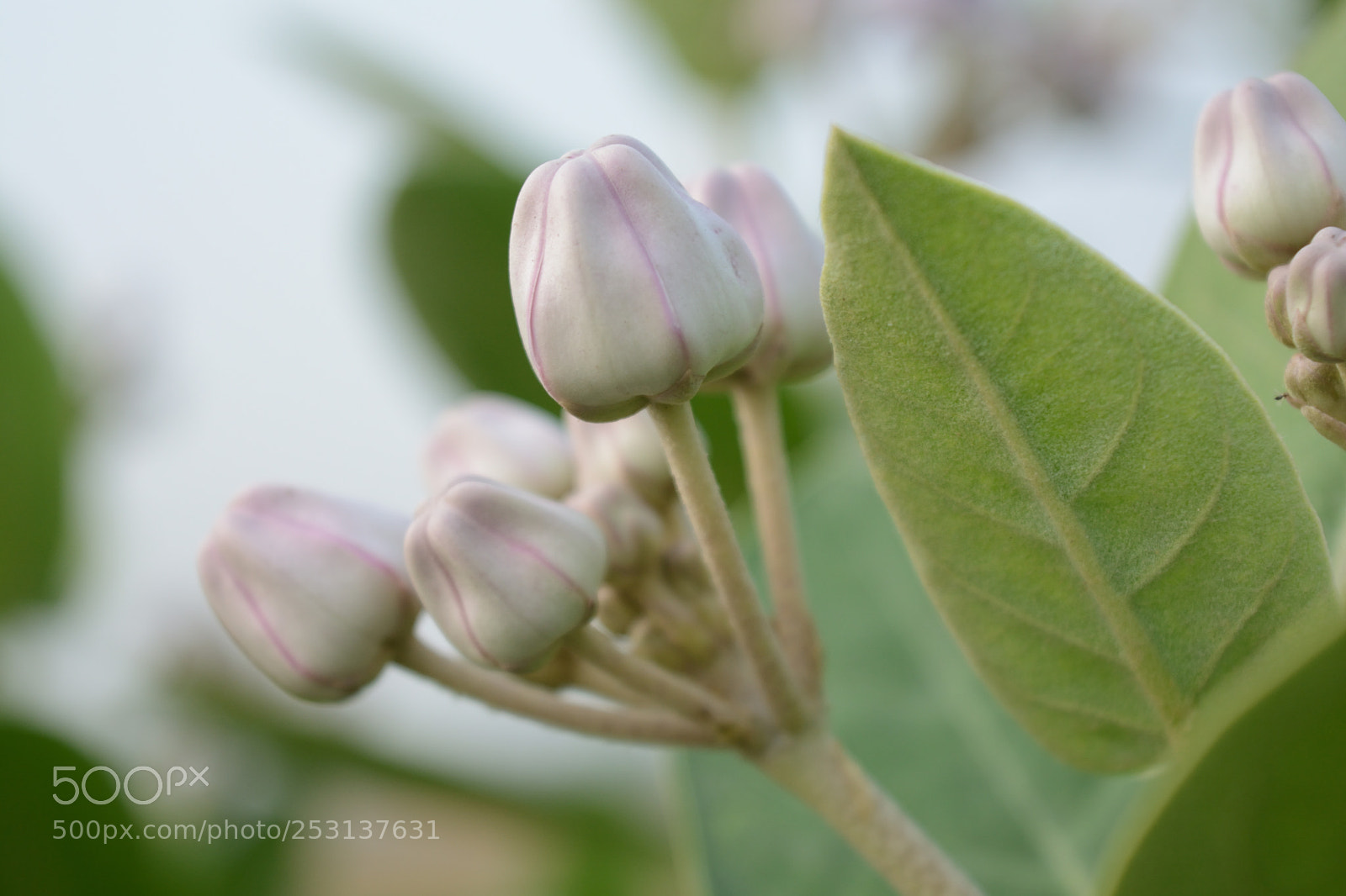 Nikon D5200 sample photo. Flowers photography