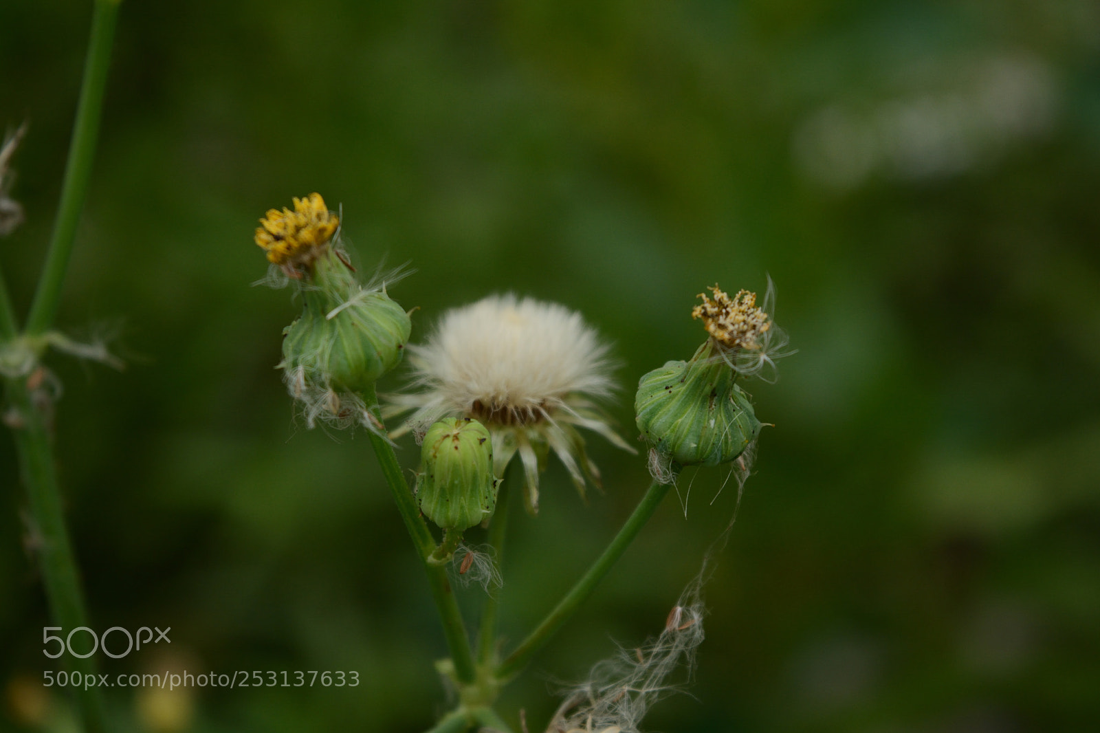 Nikon D5200 sample photo. Flowers photography