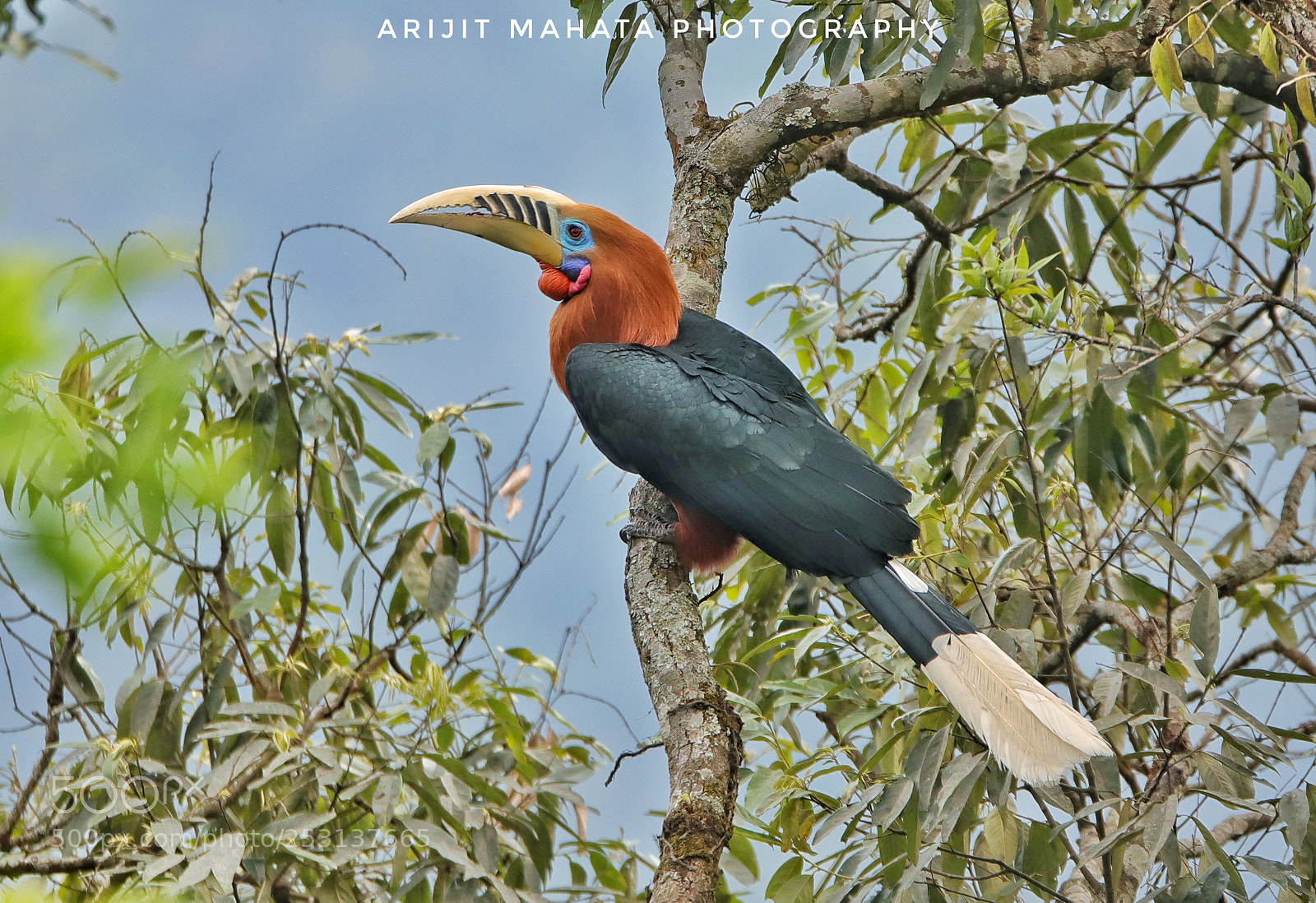 Canon EOS 6D Mark II sample photo. Rufous necked hornbill...... photography