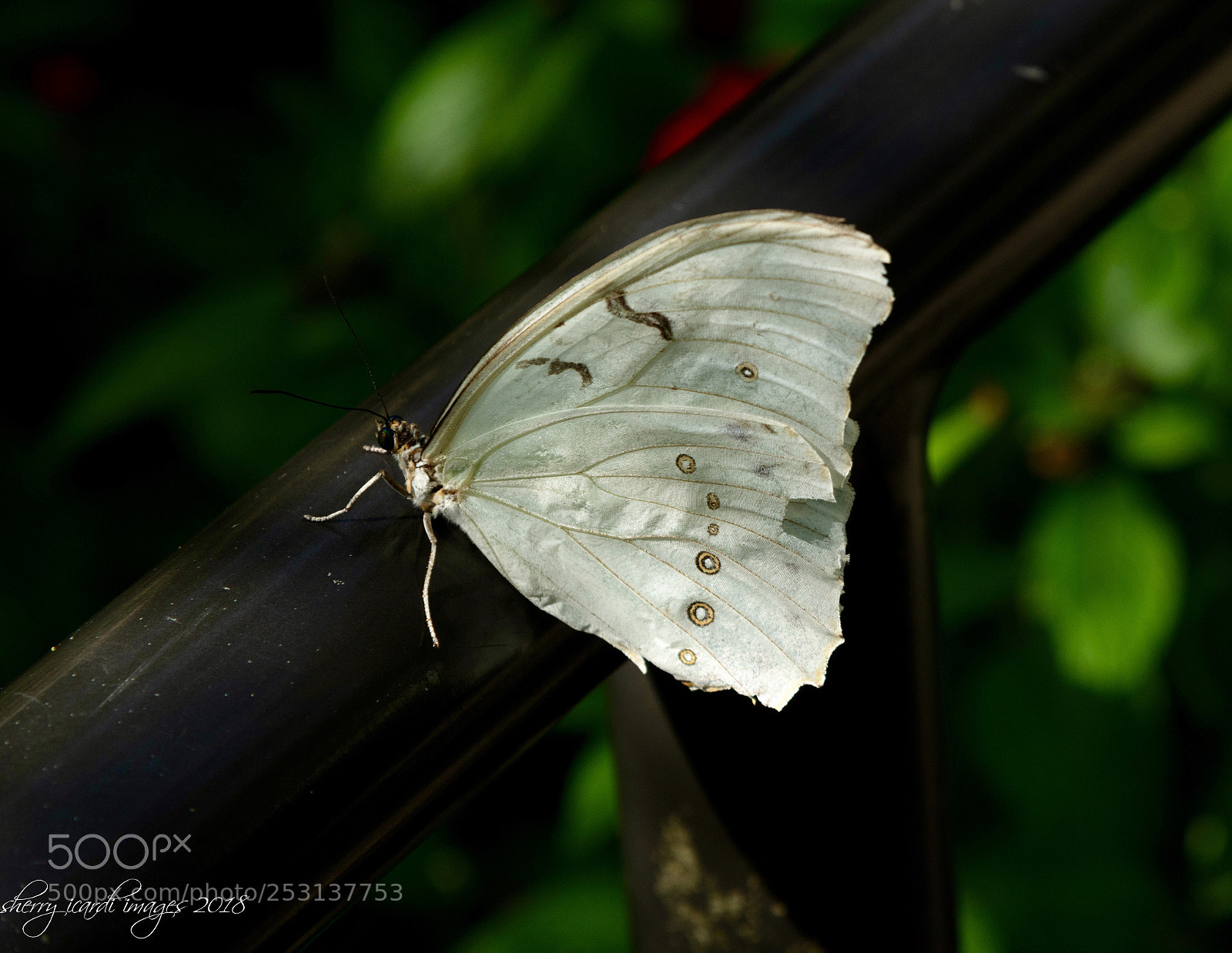 Nikon D850 sample photo. White morpho photography
