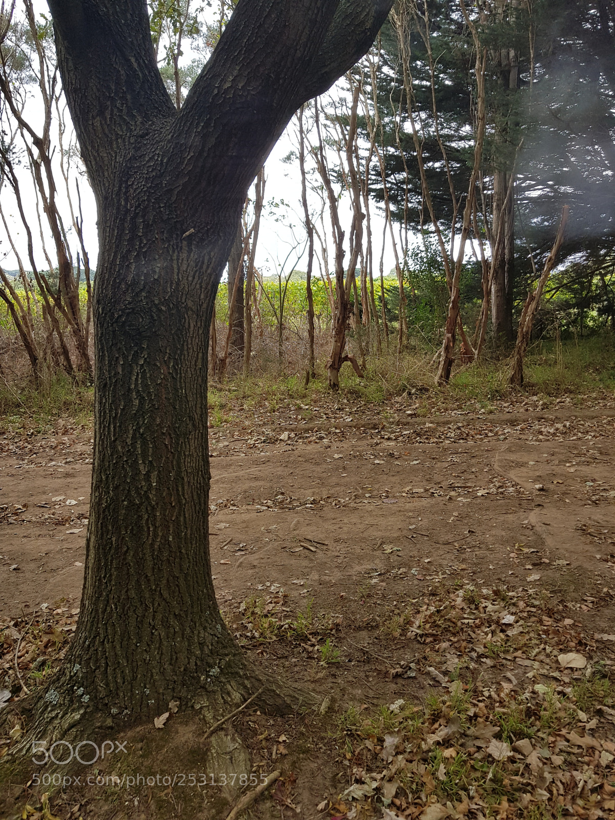 Samsung Galaxy S8+ sample photo. Untitled photography