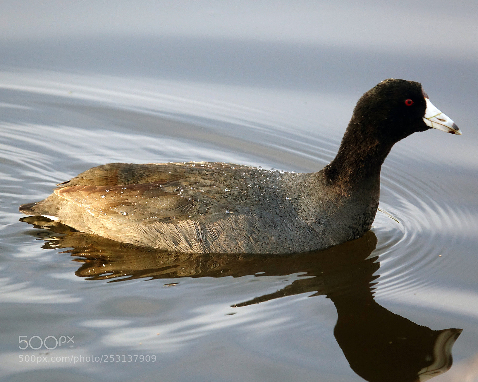 Sony Cyber-shot DSC-RX10 III sample photo. American coot photography
