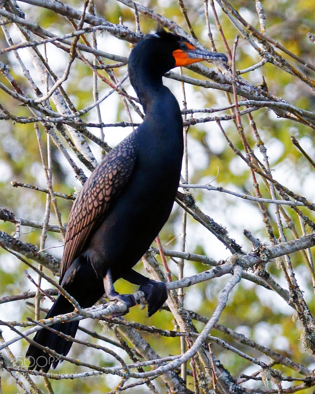Sony Cyber-shot DSC-RX10 III sample photo. Double-crested cormorant 2 photography