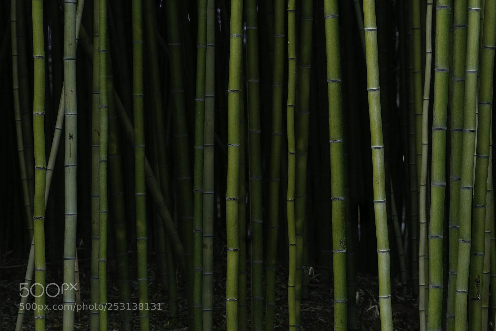 Sony a7 II sample photo. Dsc photography