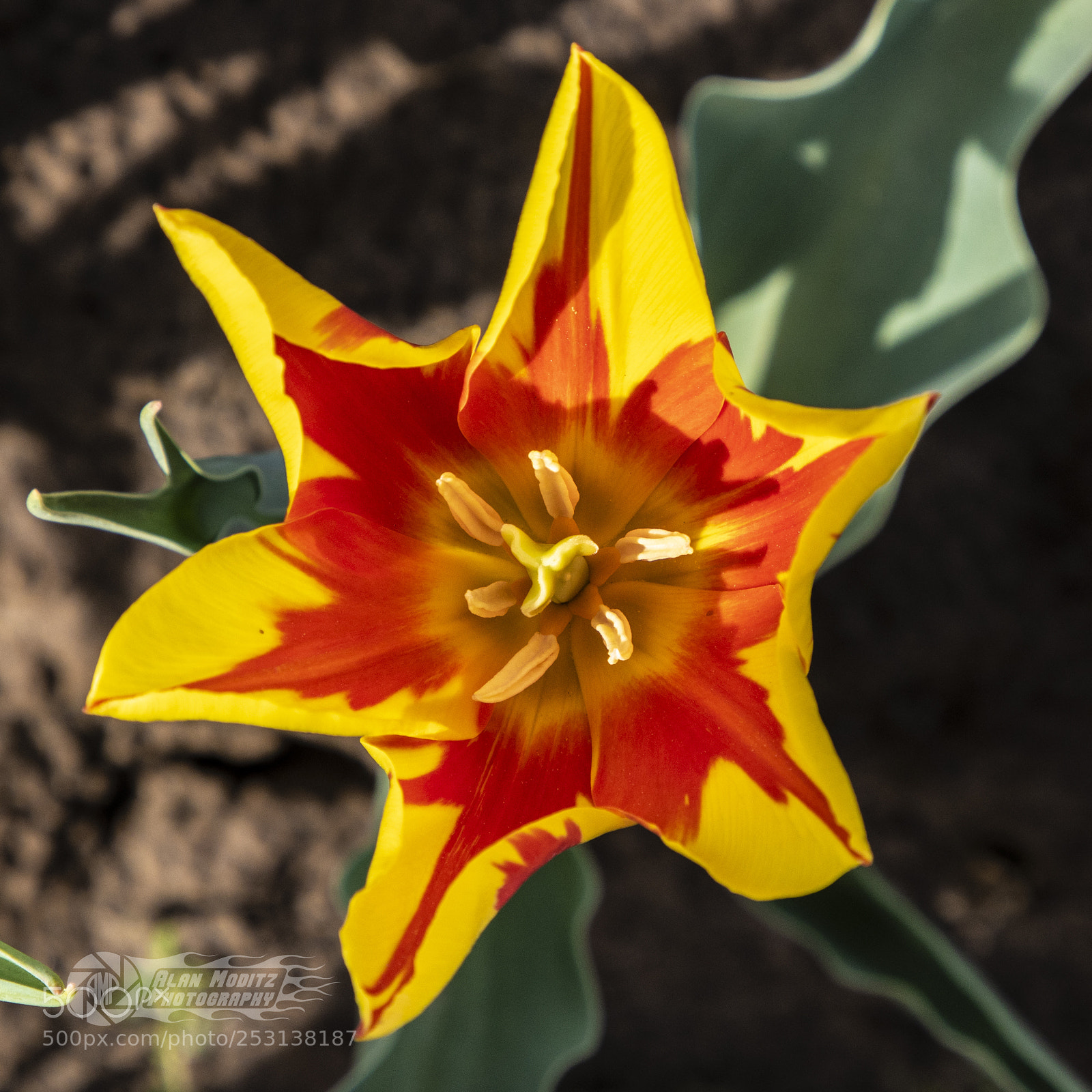 Canon EOS 7D Mark II sample photo. Tulip time photography