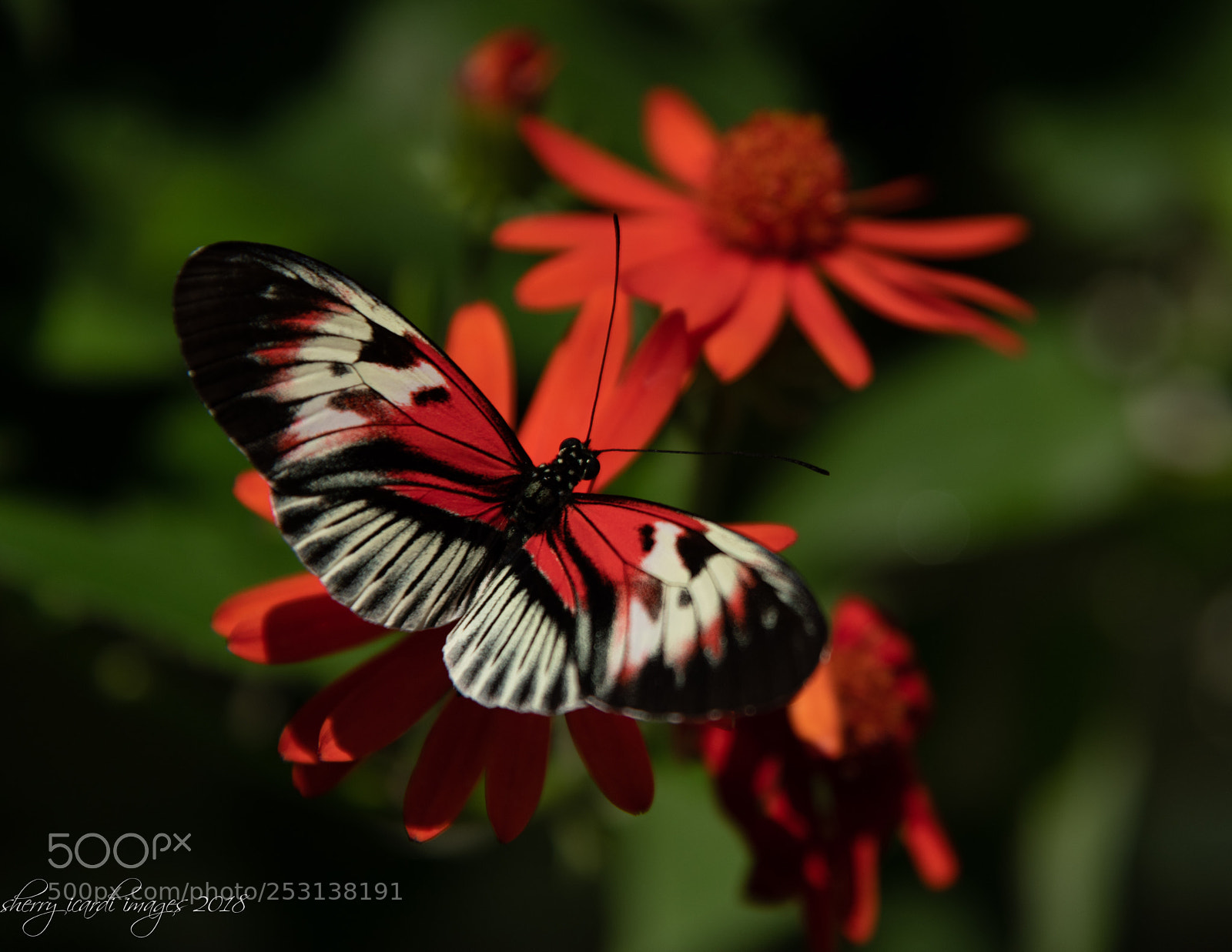 Nikon D850 sample photo. Piano butterfly  photography