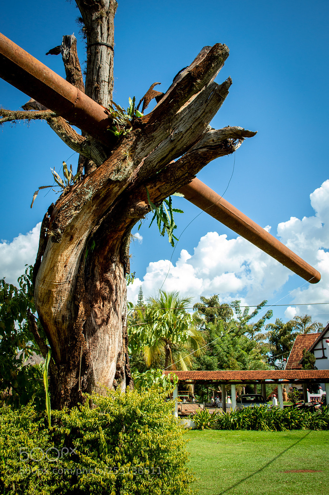 Nikon D3200 sample photo. Trunk photography