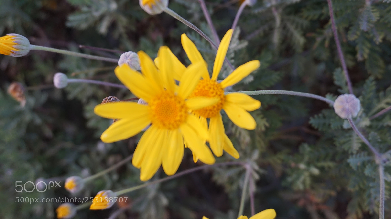 Sony Alpha a5000 (ILCE 5000) sample photo. Dsc photography