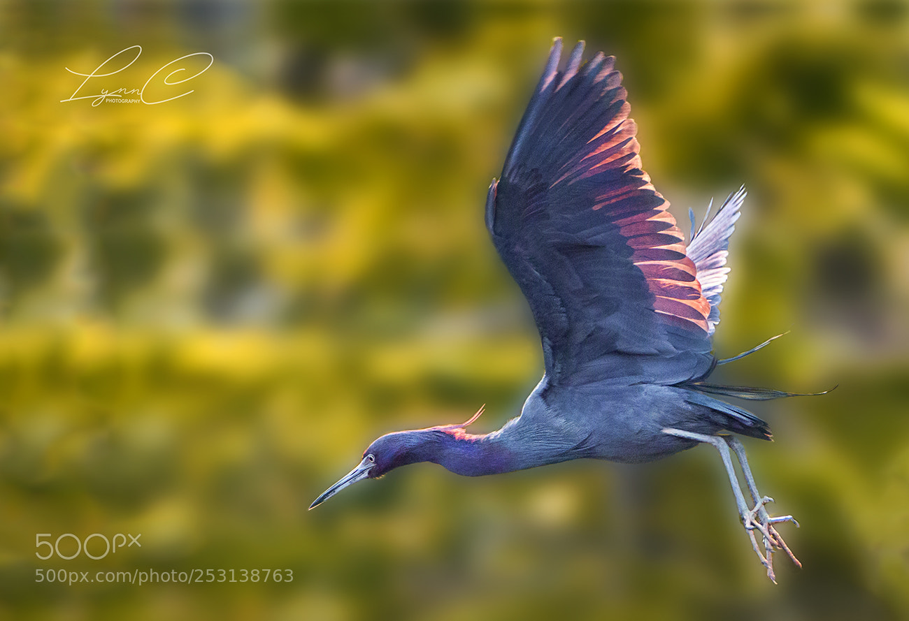 Canon EOS 70D sample photo. Little blue heron photography