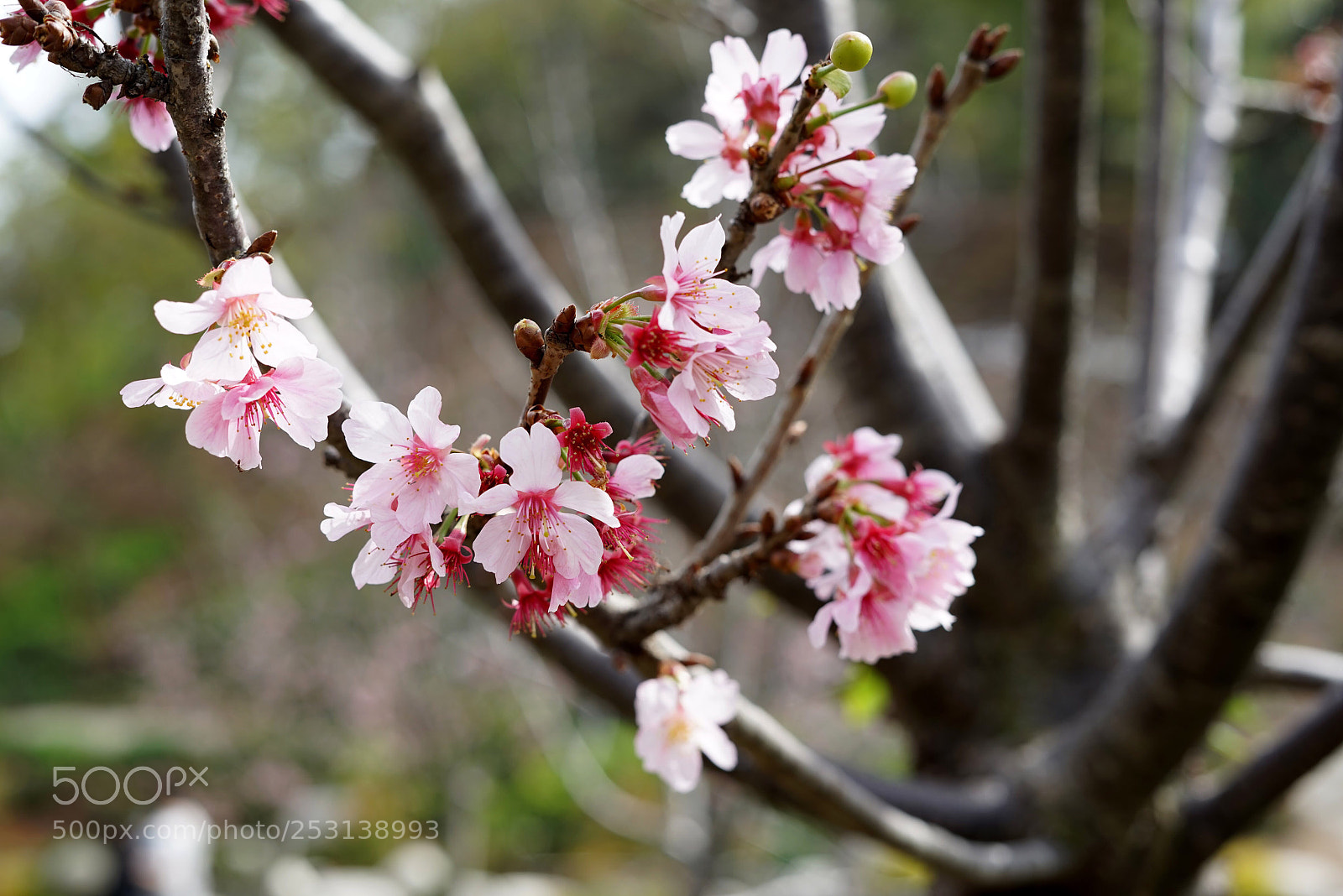 Sony a7R sample photo. Untitled photography